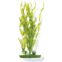 Marina - Skruv Vallinsneria 20cm