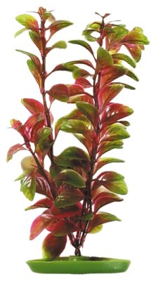 Marina - Röd Ludvigia 30cm