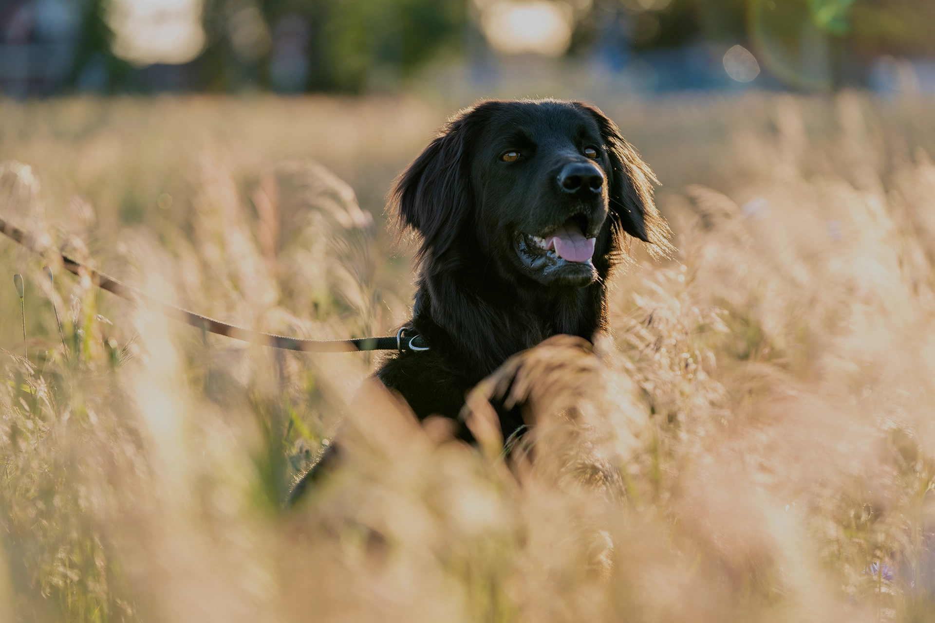 Allt för din bästa vän 🐾 Upptäck vårt noggrant utvalda sortiment av hundtillbehör som gör både vardag och äventyr ännu bättre för dig och din bästa vän. 🛍️ Utforska vårt sortiment!