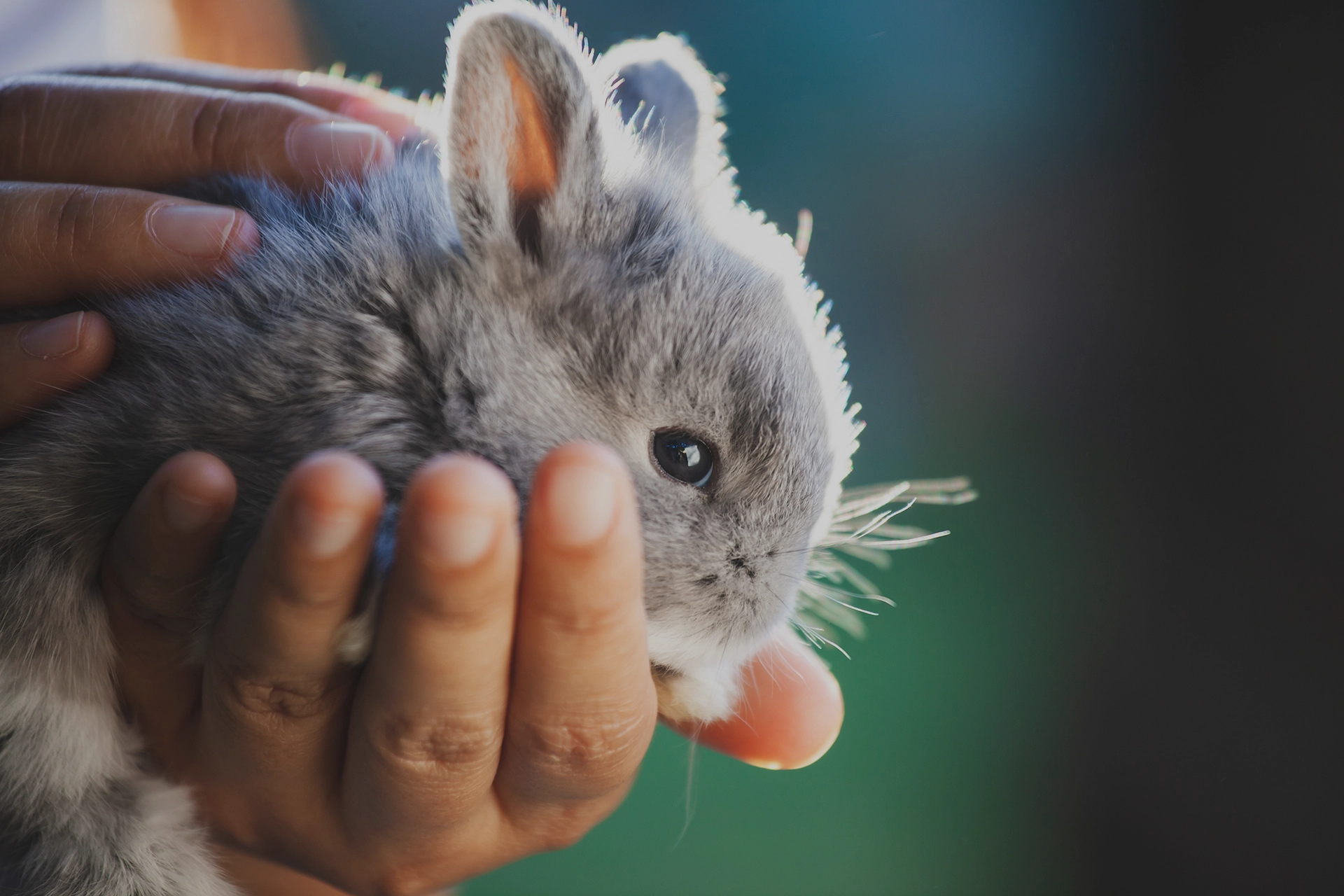 Tillbehör som gör skillnad för ditt smådjur! 🐰 Ge dina små älsklingar den omsorg de förtjänar med vårt breda utbud av smådjurstillbehör 🛍️ Utforska vårt sortiment!