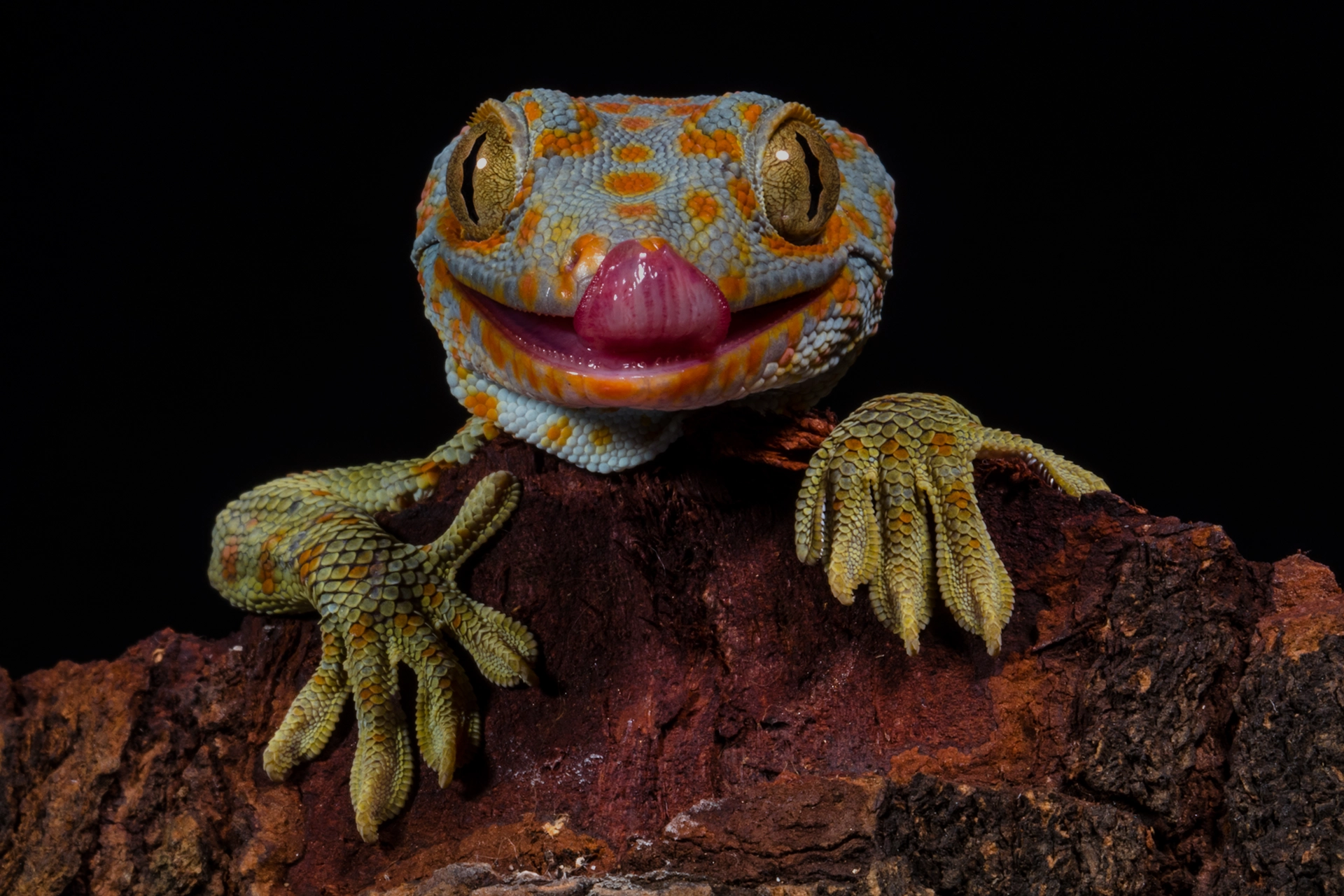 Allt för din reptils välmående 🦎 Upptäck vårt noggrant utvalda sortiment av tillbehör som gör både vardag och miljö bättre för din reptil. Din reptil kommer att trivas! 🐍