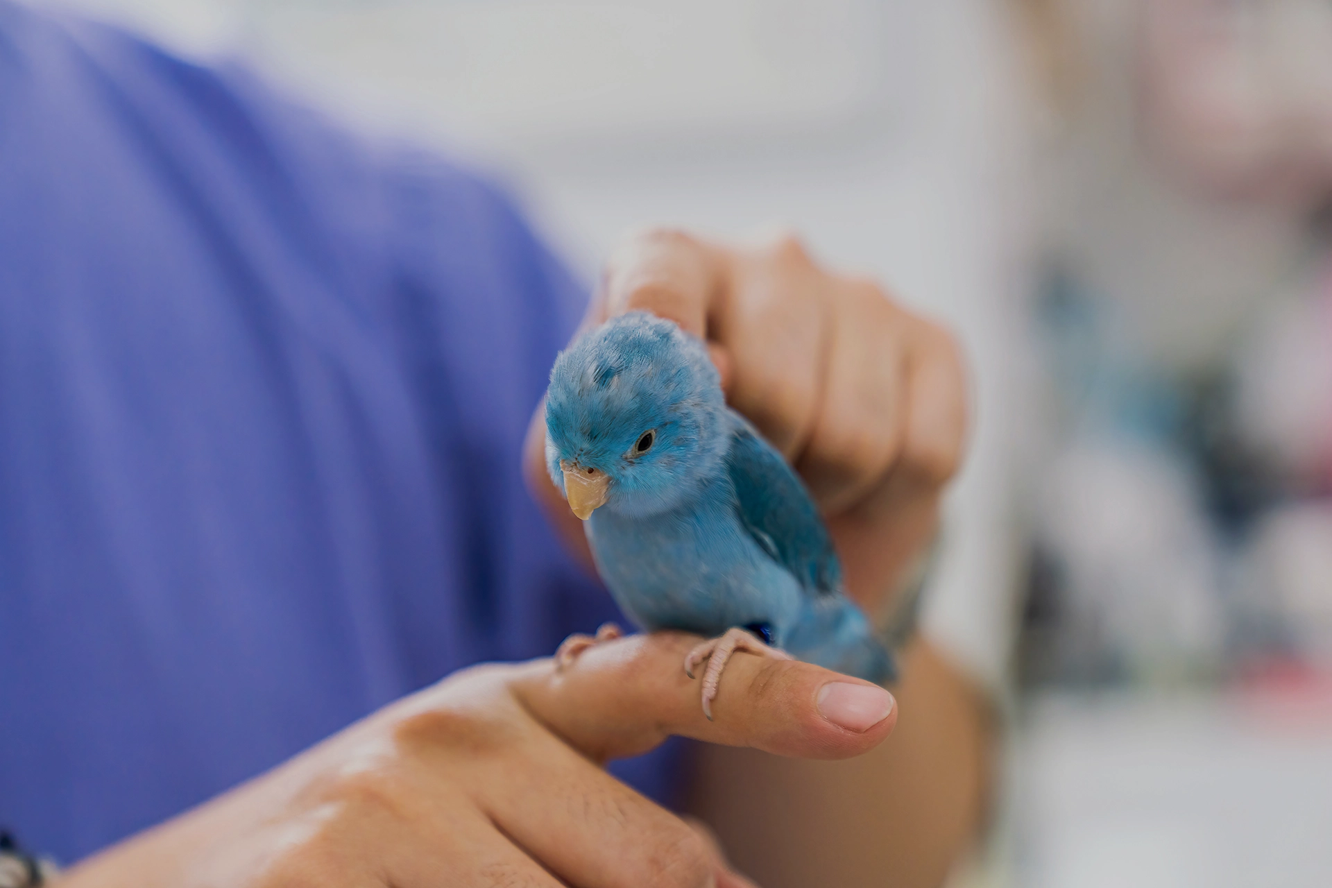 Allt din fågel behöver 🪶 Utforska vårt handplockade sortiment av tillbehör som gör både vardag och lekstund roligare för dig och din fjäderklädda vän. Din fågel kommer att tacka dig! 🐦