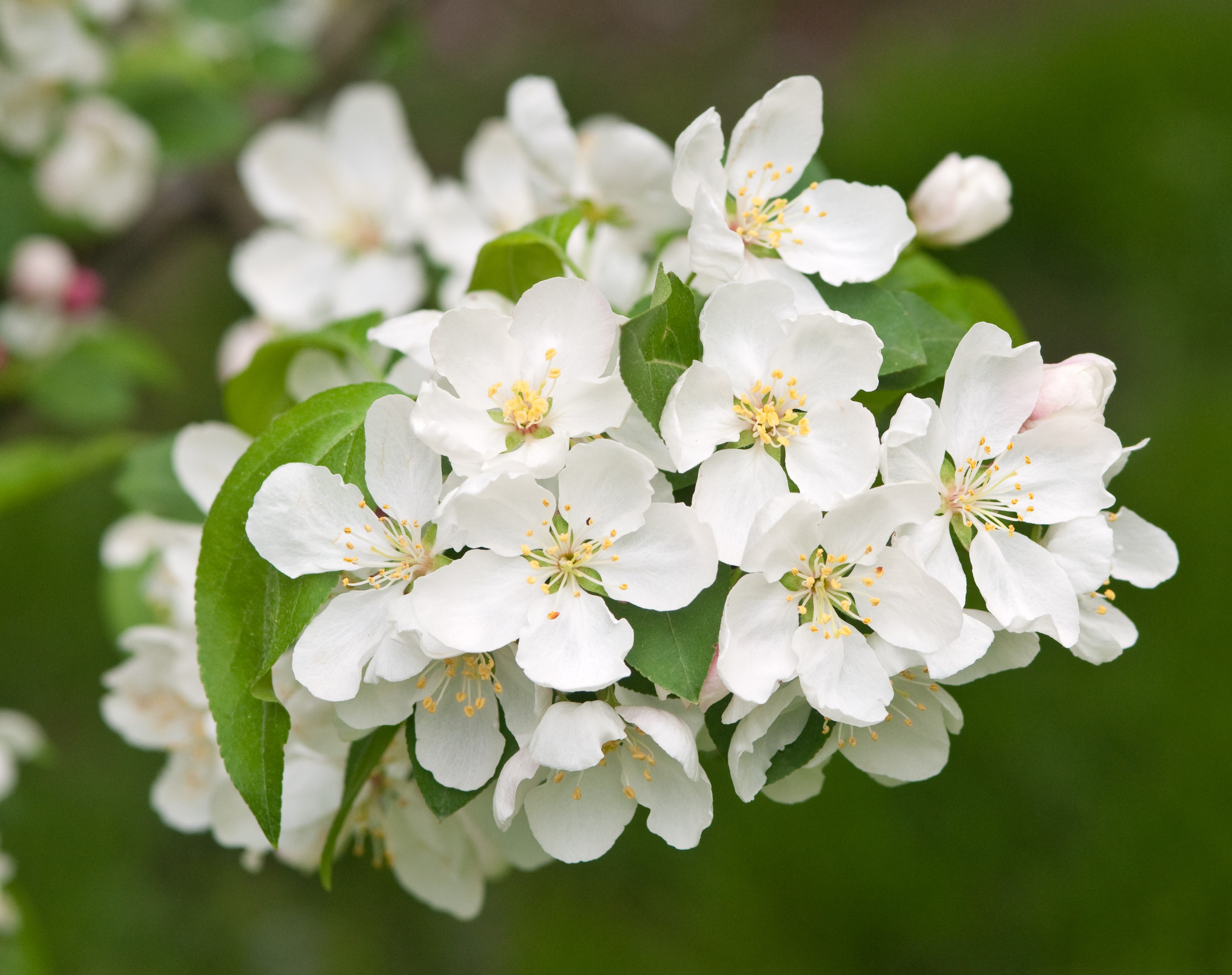 Malus 'White Angel' 120 cm  stam 