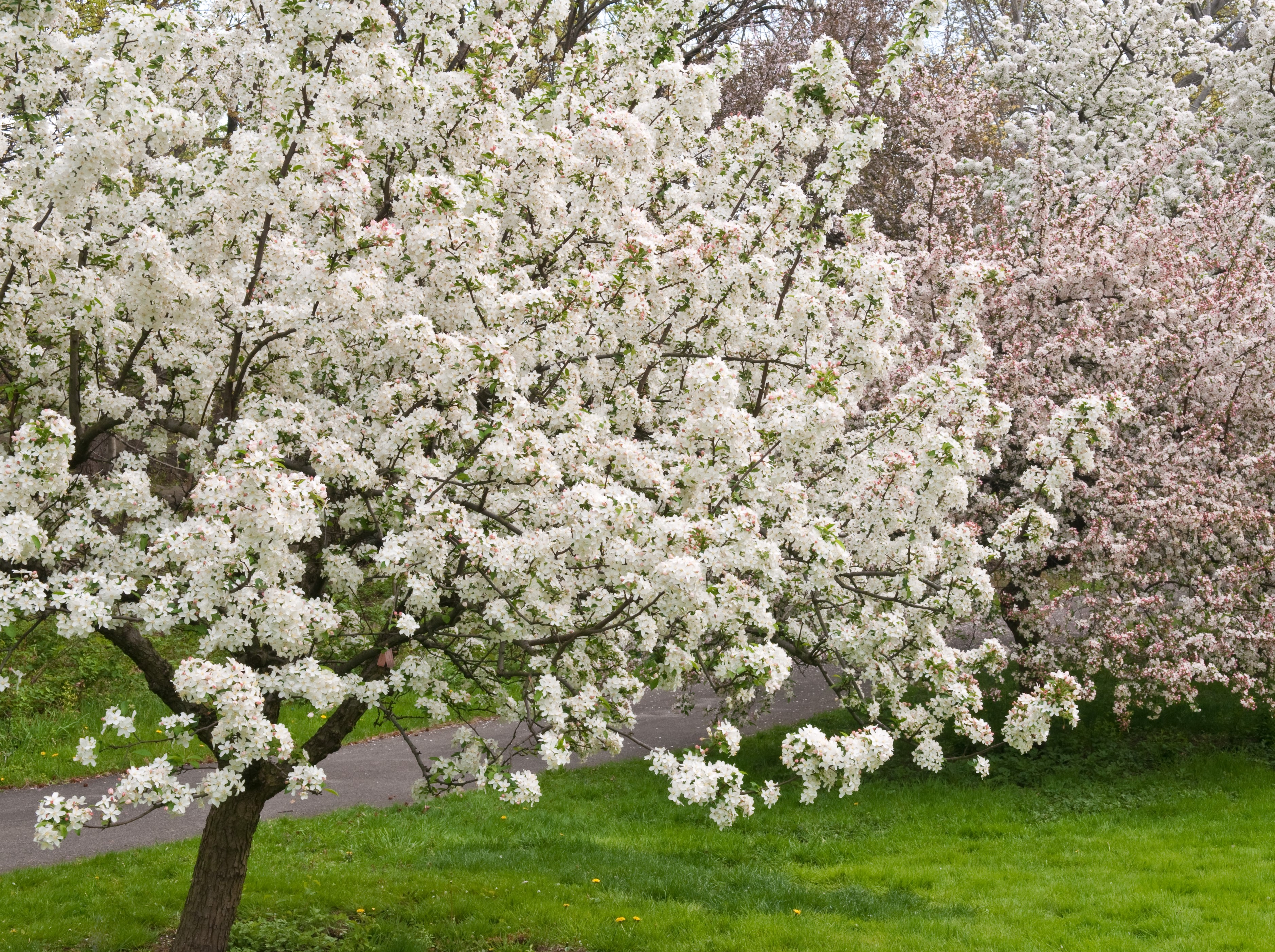 Malus 'White Angel' 120 cm  stam 