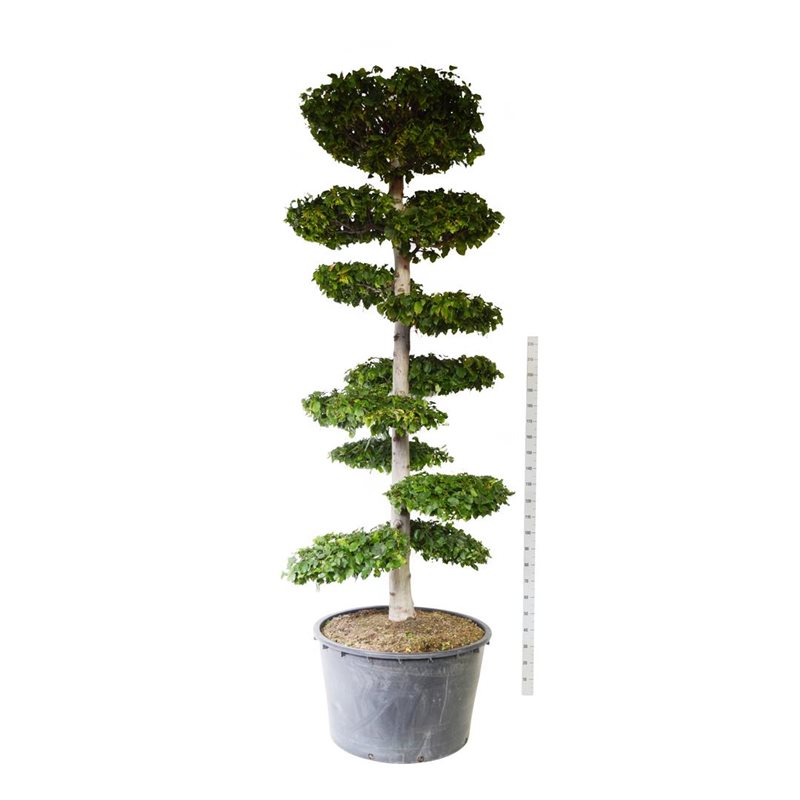 Avenbok Carpinus betulus Bonsai. 250-300 cm. 