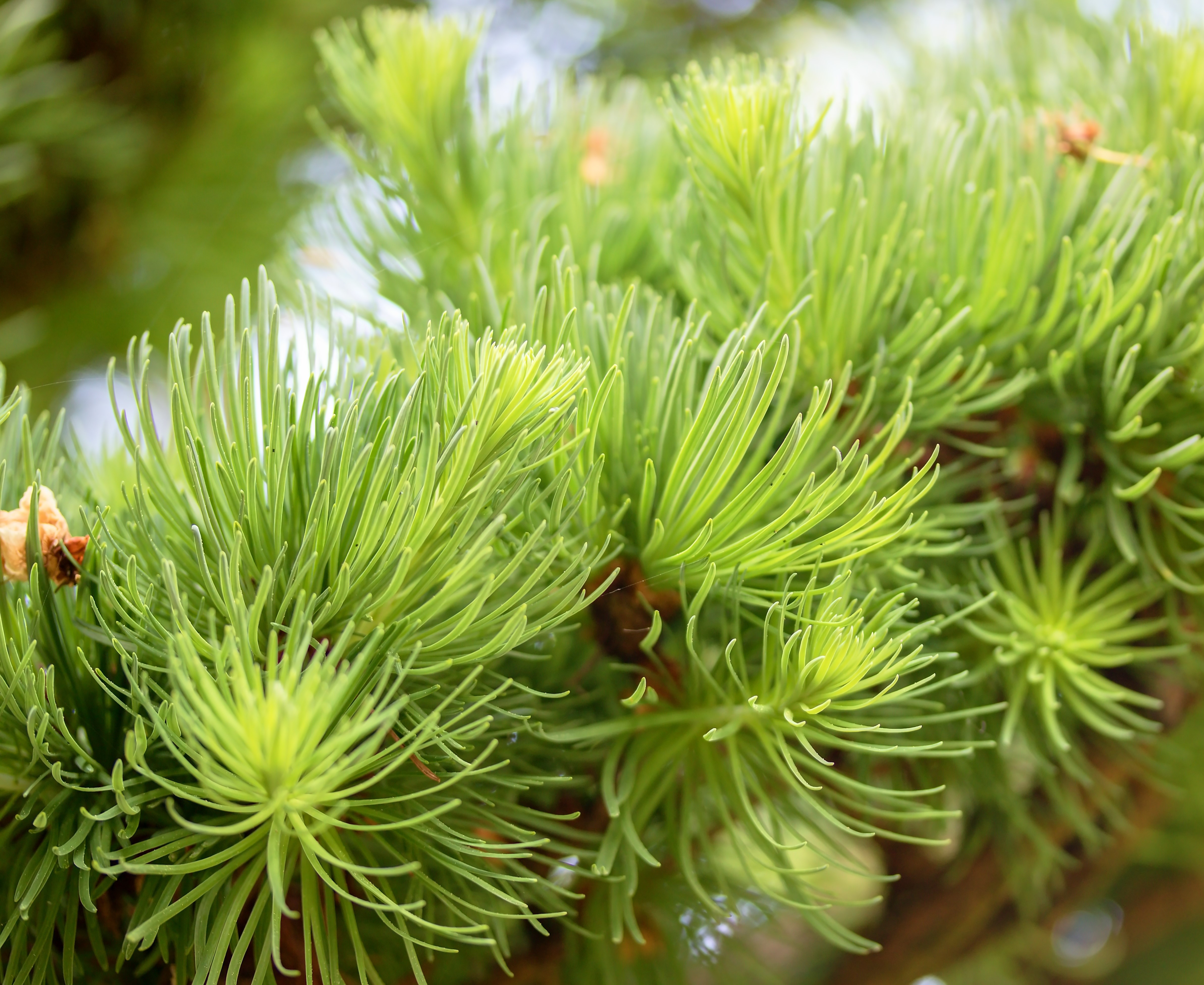 Japansklärk Larix   80 cm