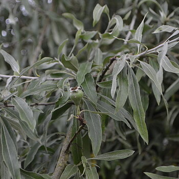 Silverpäron Pyrus salicifolia Pendula  12-14 cm. ca 300 cm