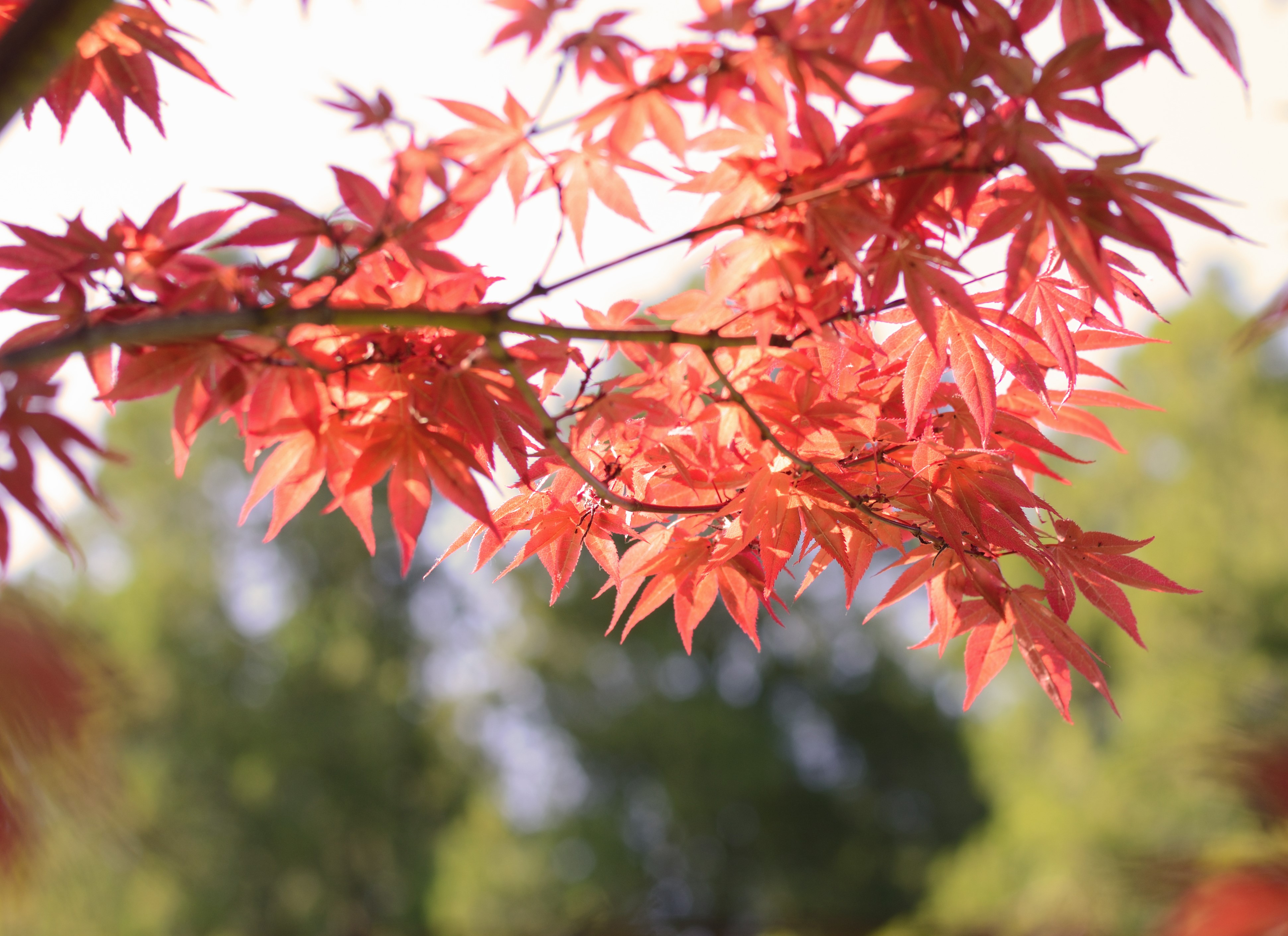 Blodlönn Acer pal. 'Bloodgood' 125-150 cm - 3