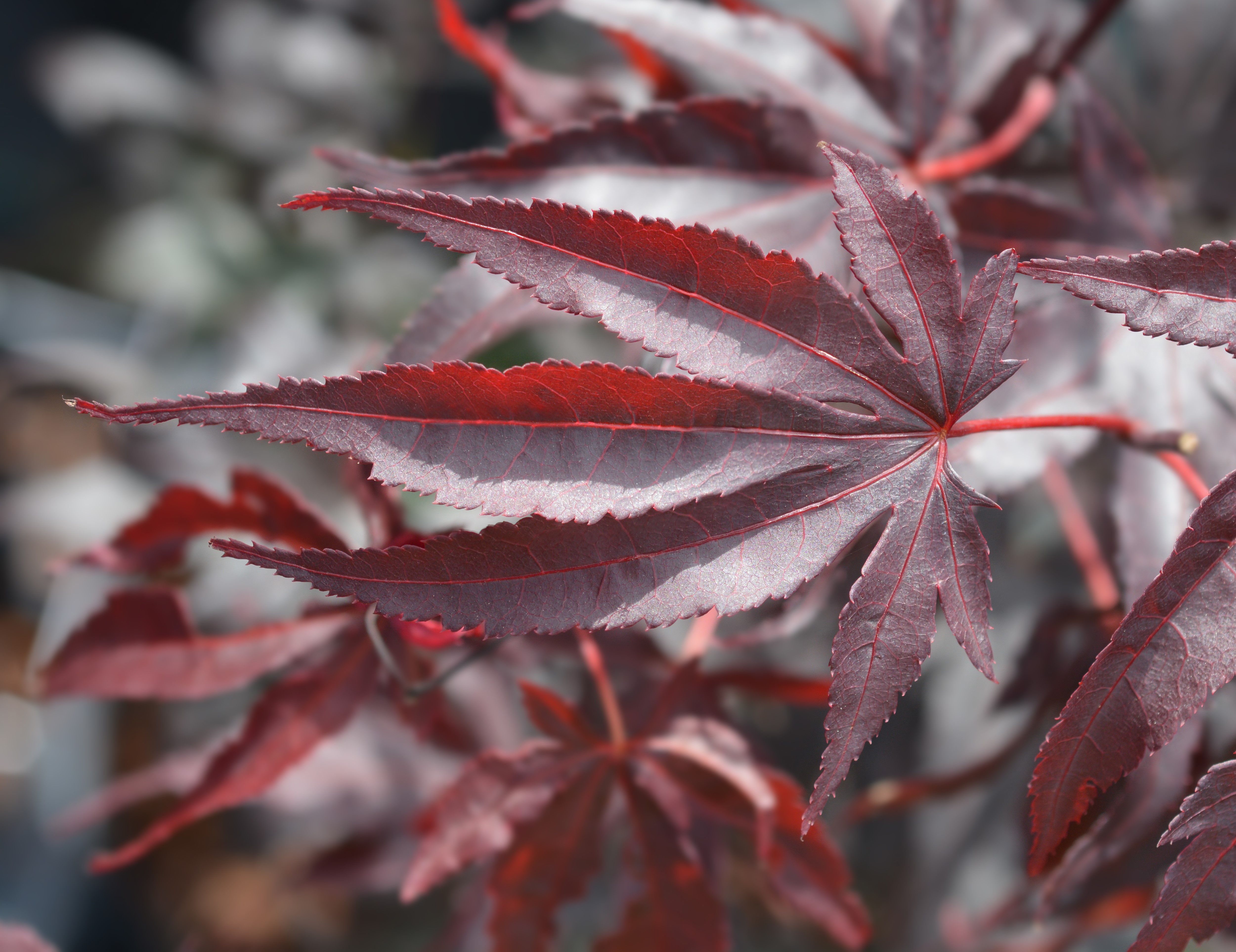 Blodlönn Acer pal. 'Bloodgood' 125-150 cm
