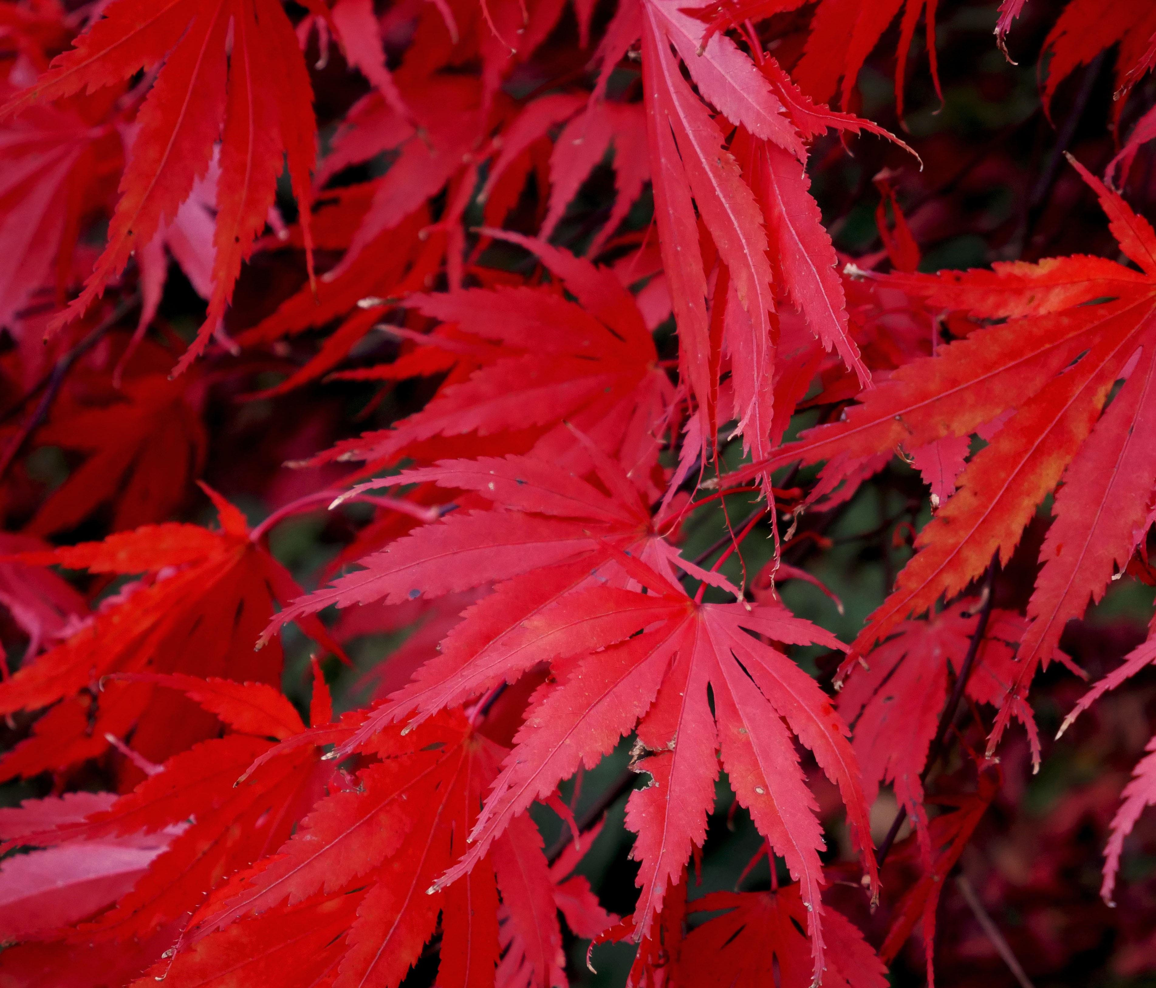 Blodlönn Acer pal. 'Bloodgood' 125-150 cm