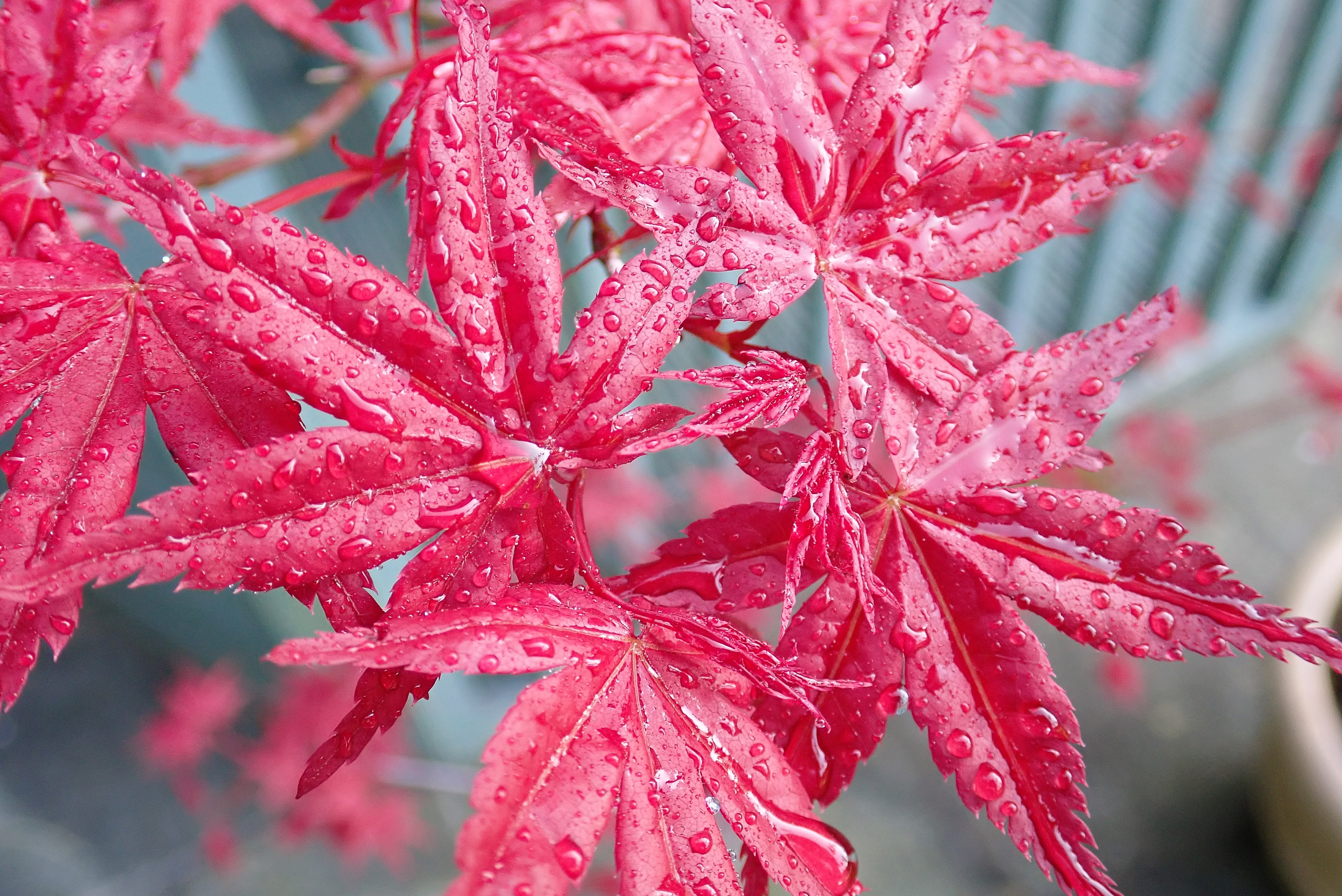 Japansklönn Acer pal. 'Osakazuki' 150-175 cm 
