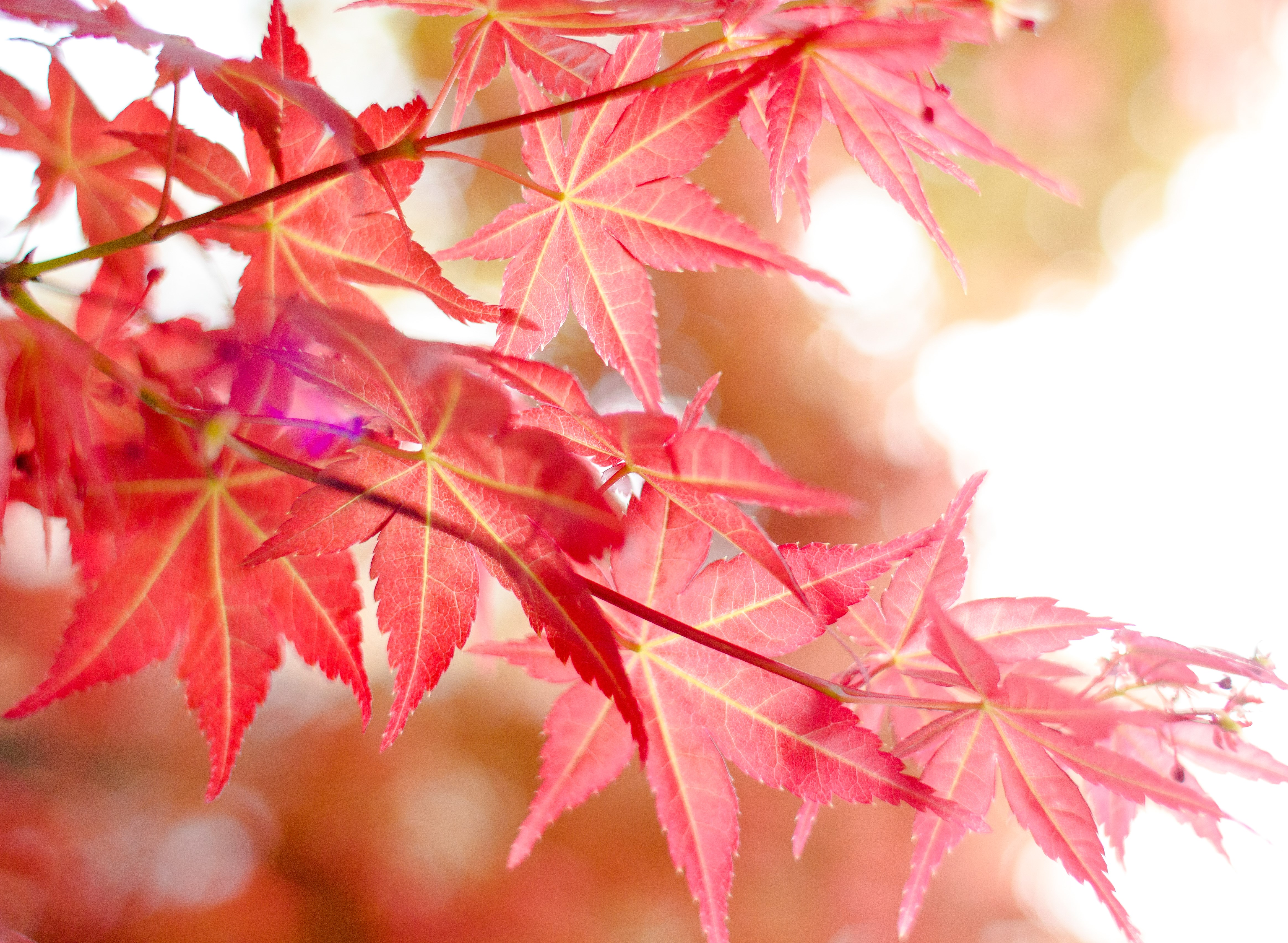 Japansklönn Acer pal. 'Osakazuki' 150-175 cm 