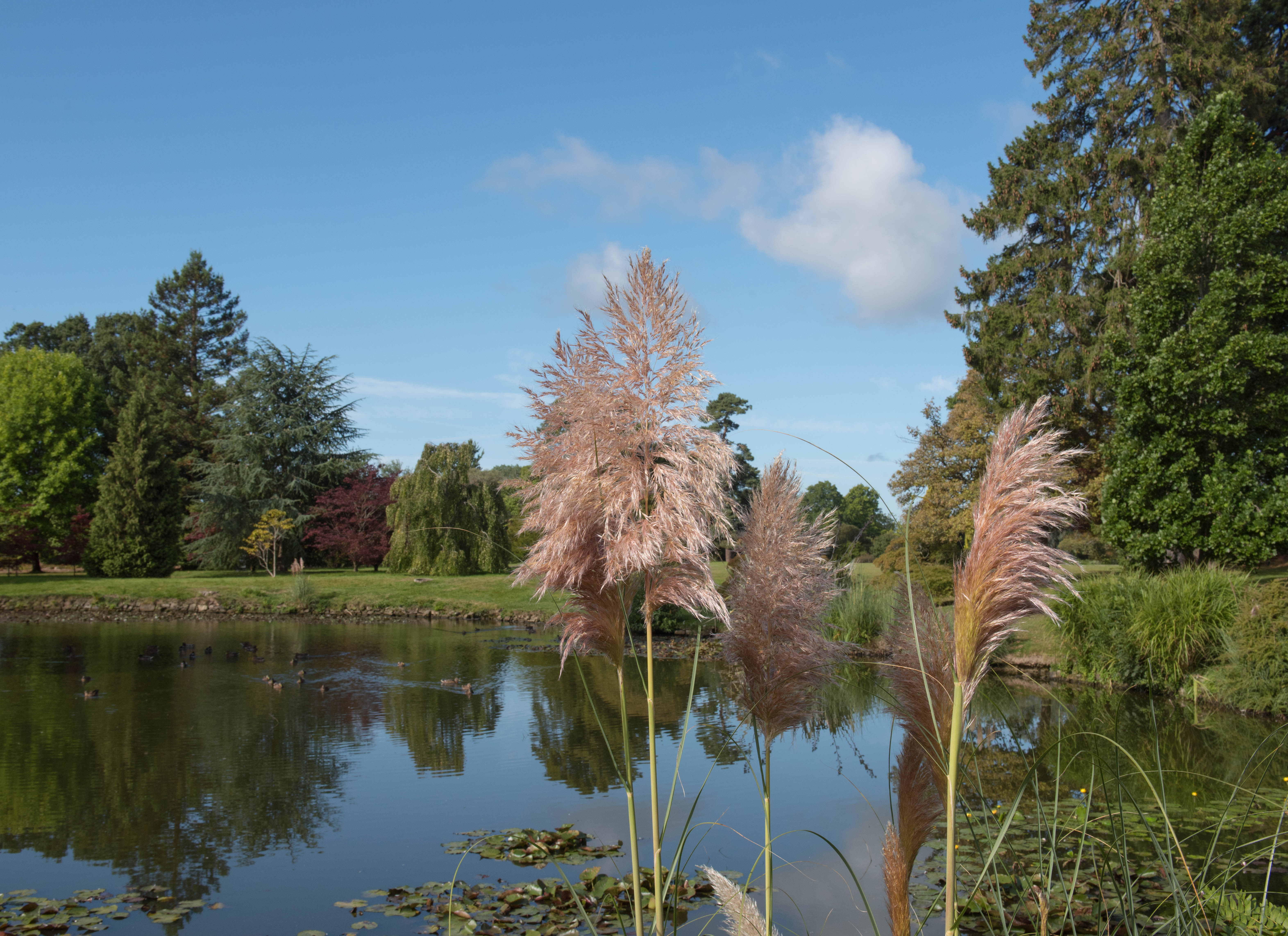 Pampasgräs 'Rosea' 