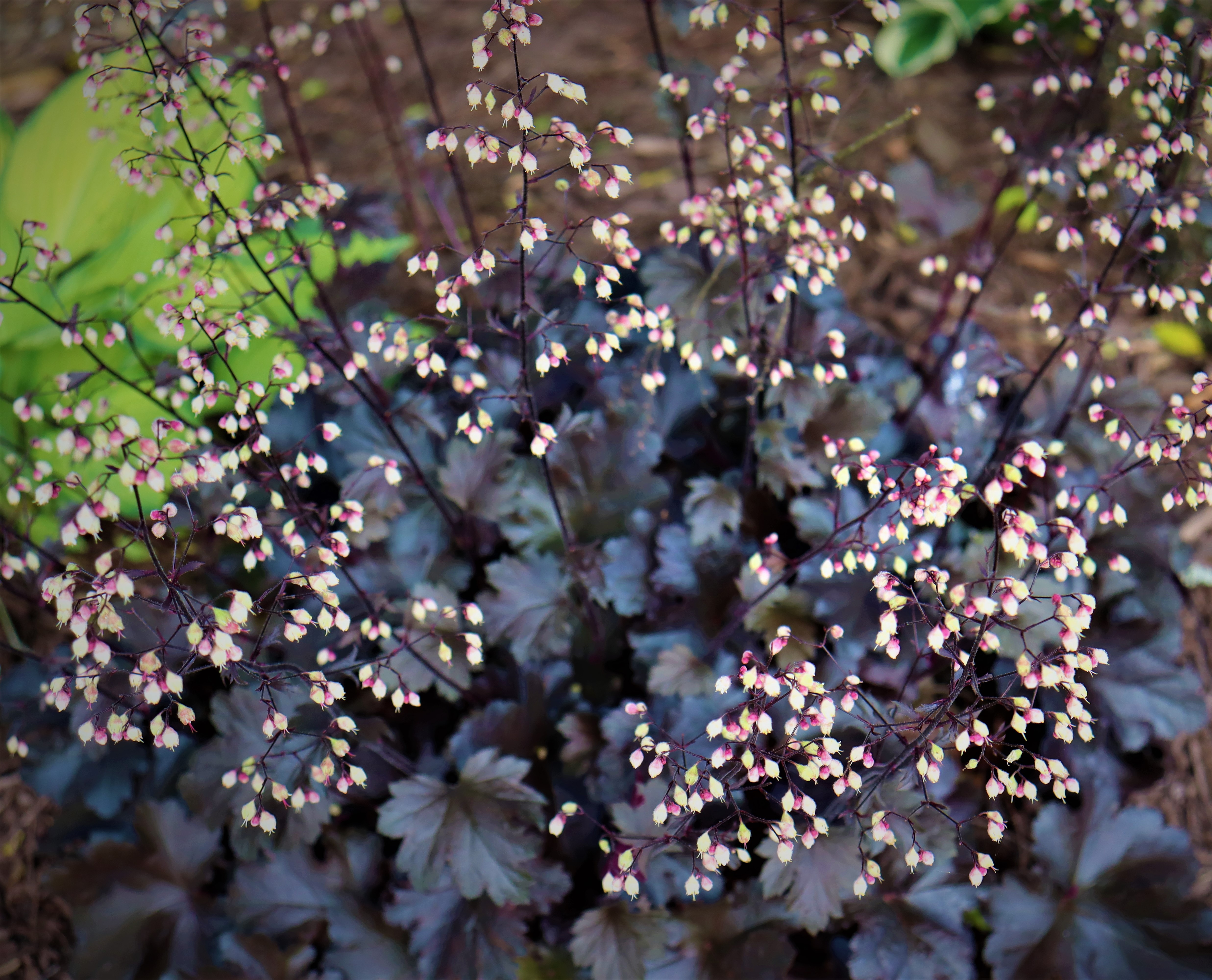 Alunrot 'Plum Pudding' P9