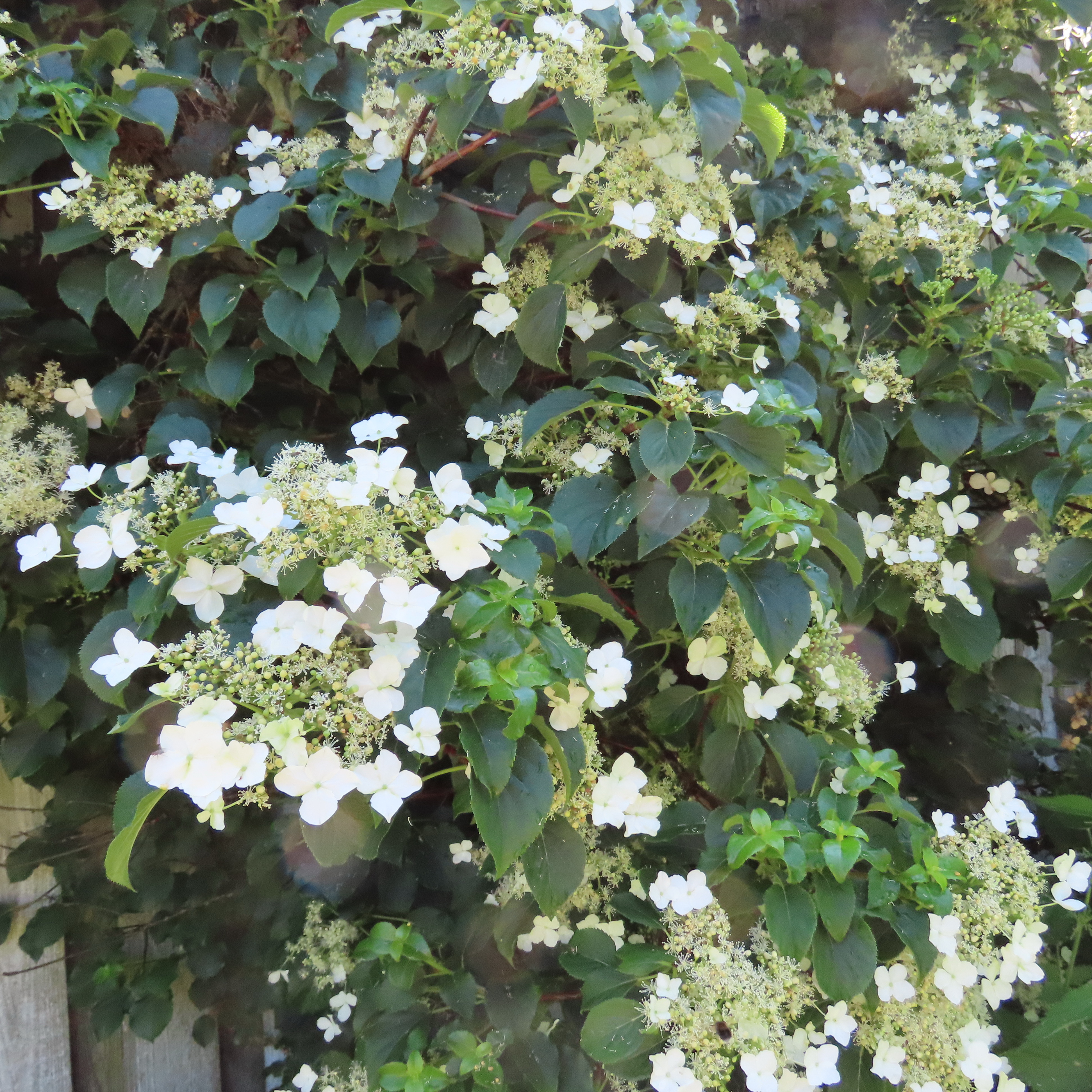 Klätterhortensia . 100-110 cm. "Hydrangea anomala petiolaris"