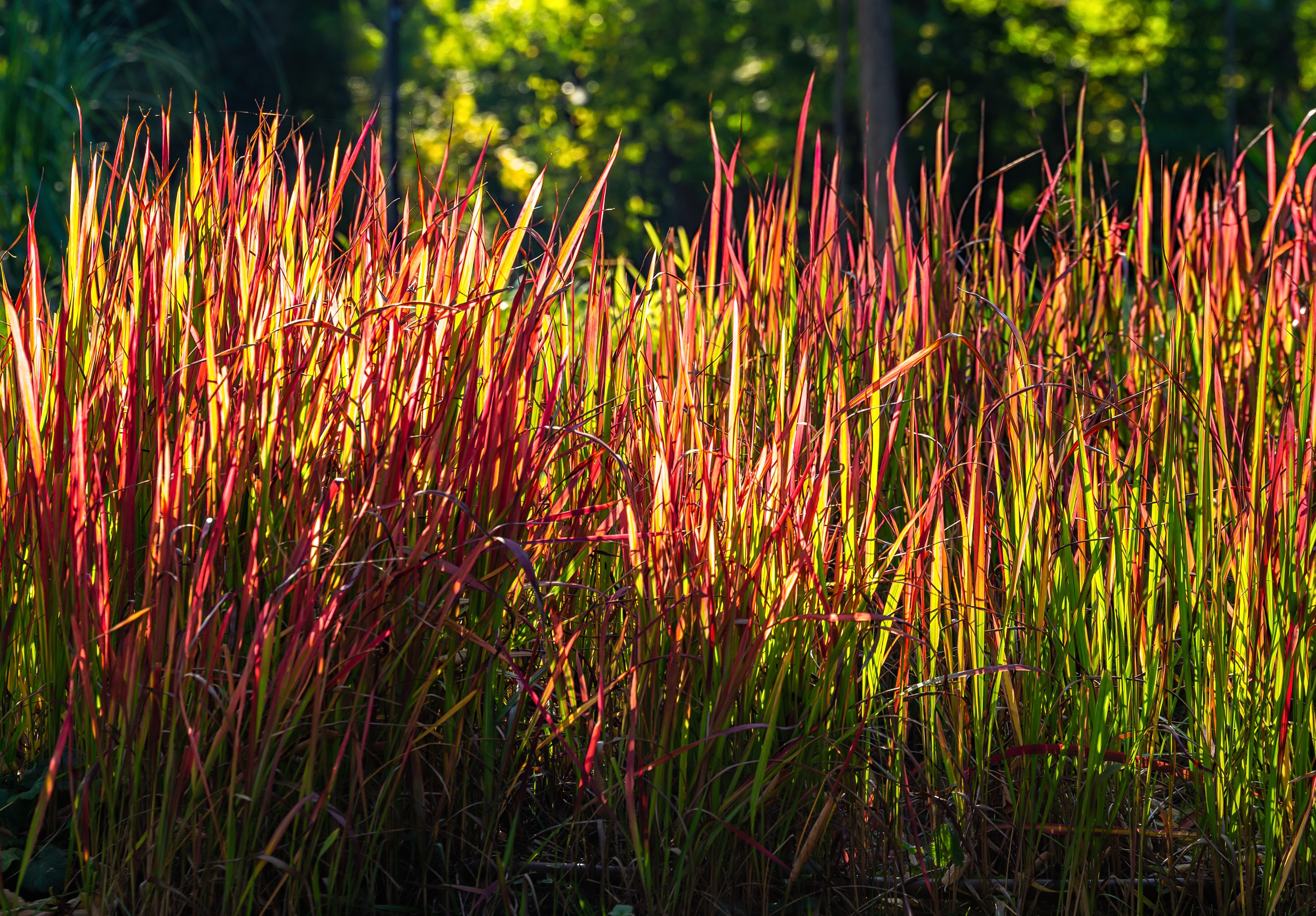 Japanskt blodgräs 'Red Baron' 