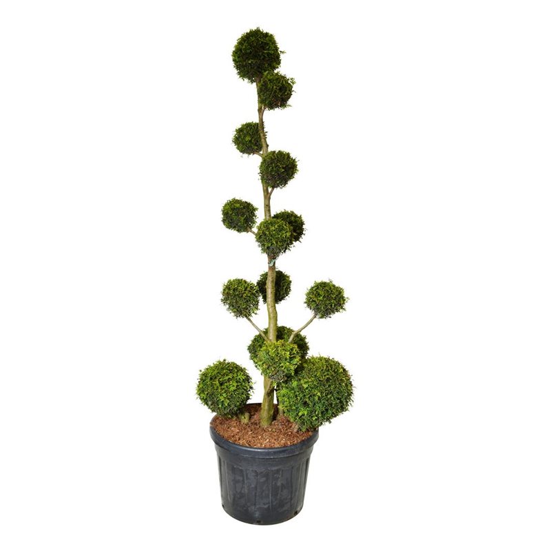 Thuja occ. 'Brabant' 175-200 cm , C90,  Ponpon