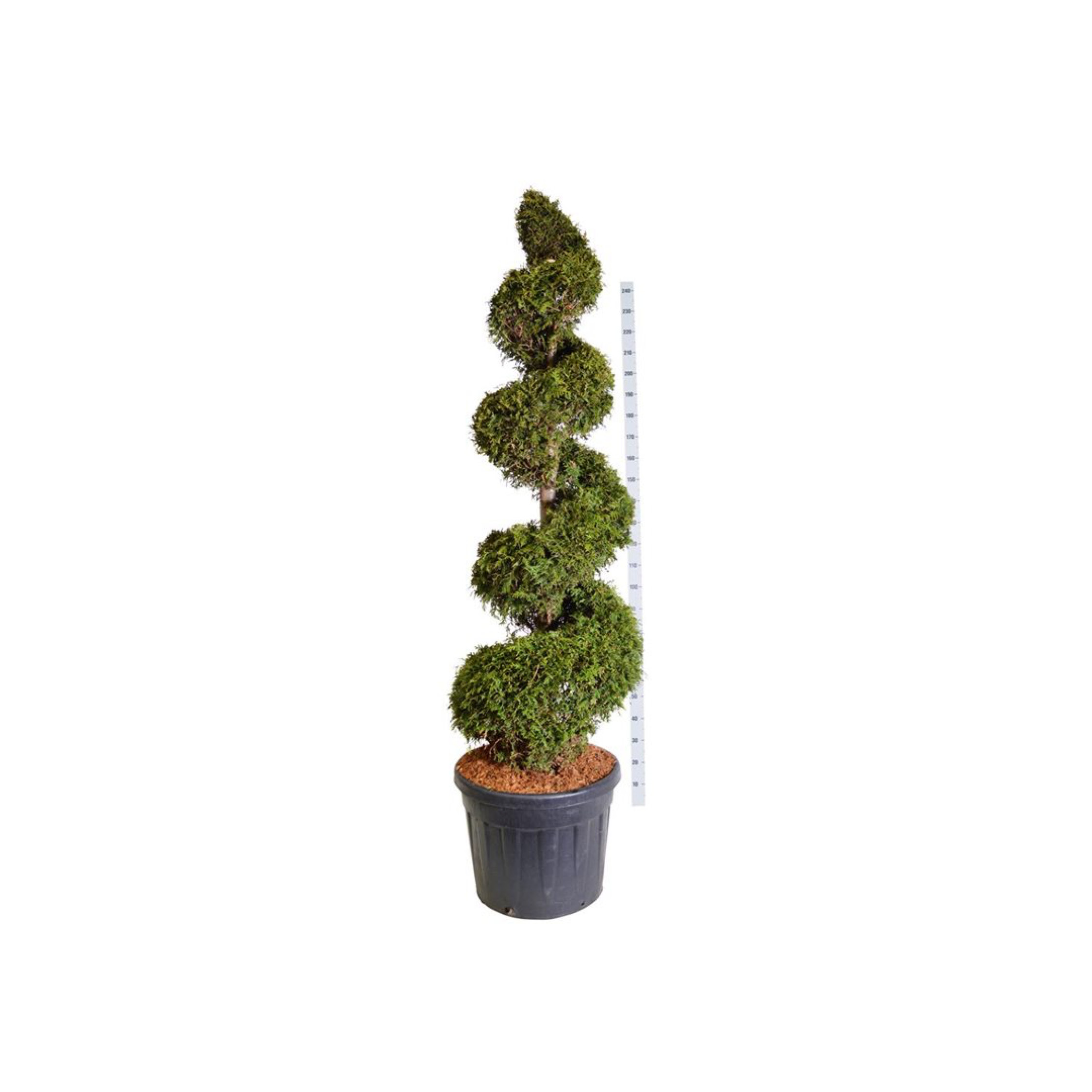 Thuja occ. 'Brabant' spiral 175-200 cm spiral