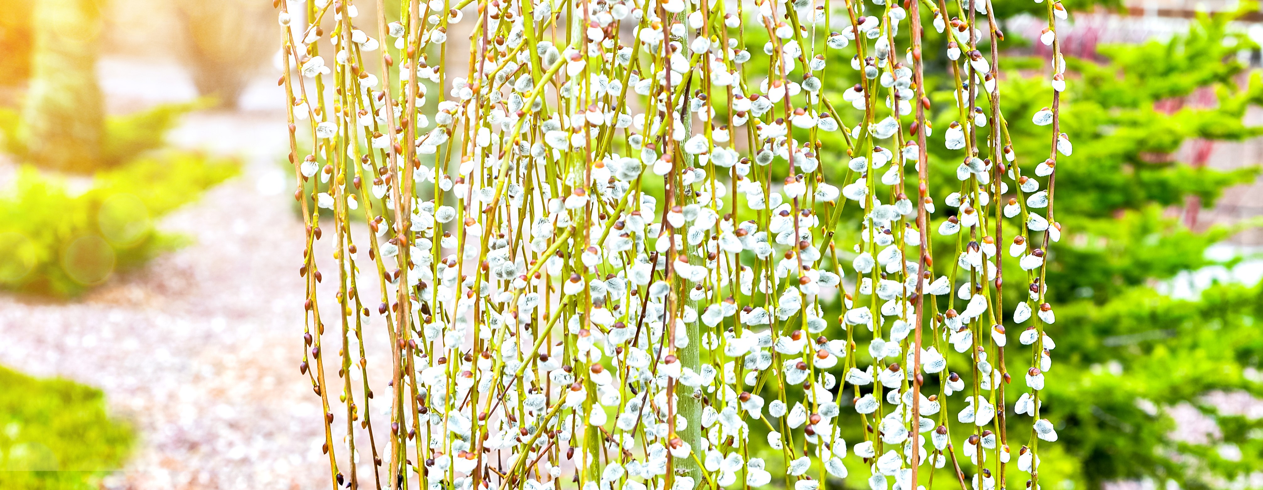 Salix caprea 'Kilmarnock' 80 cm