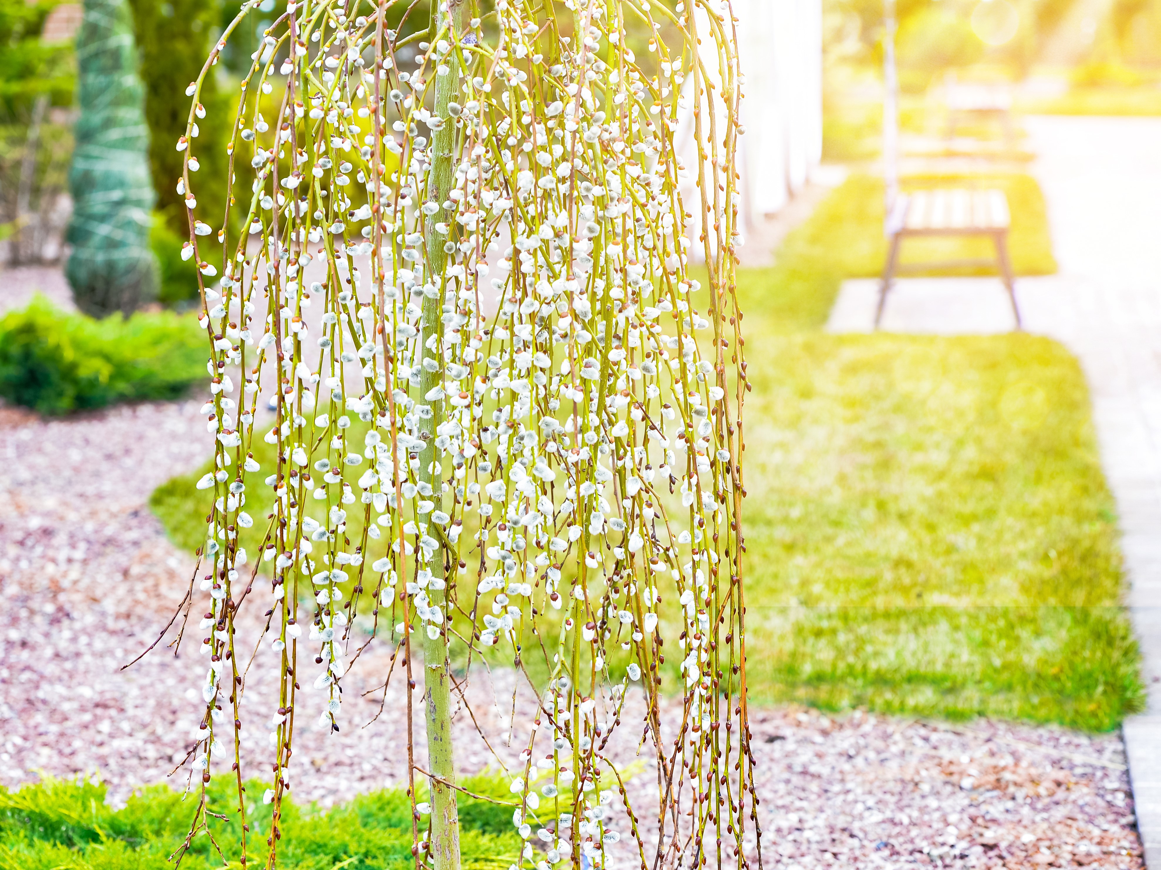 Salix caprea 'Kilmarnock' 80 cm