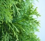 Thuja occ. 'Brabant' 125 cm, C55 ponpon