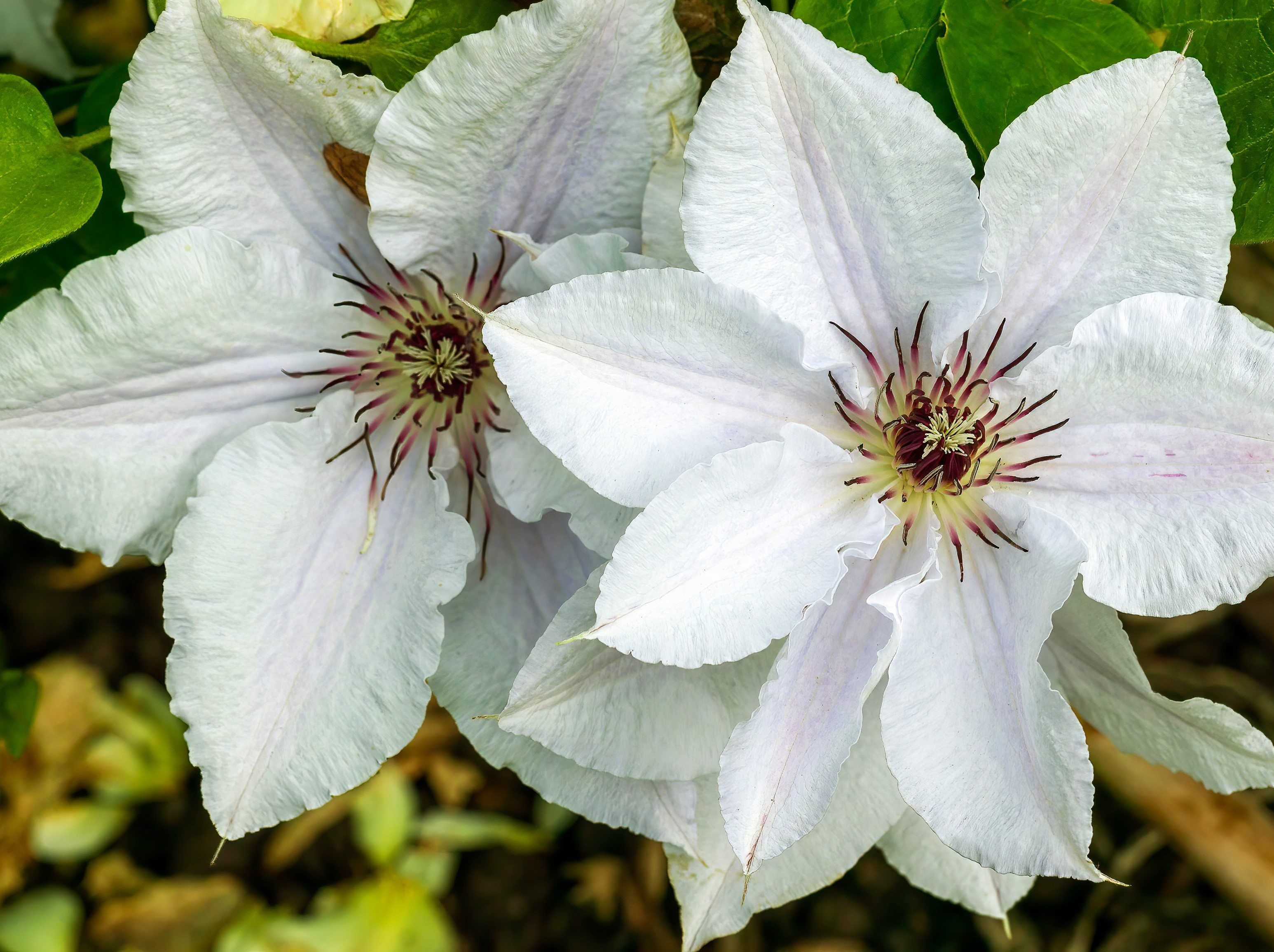 Clematis Snow Queen - 3