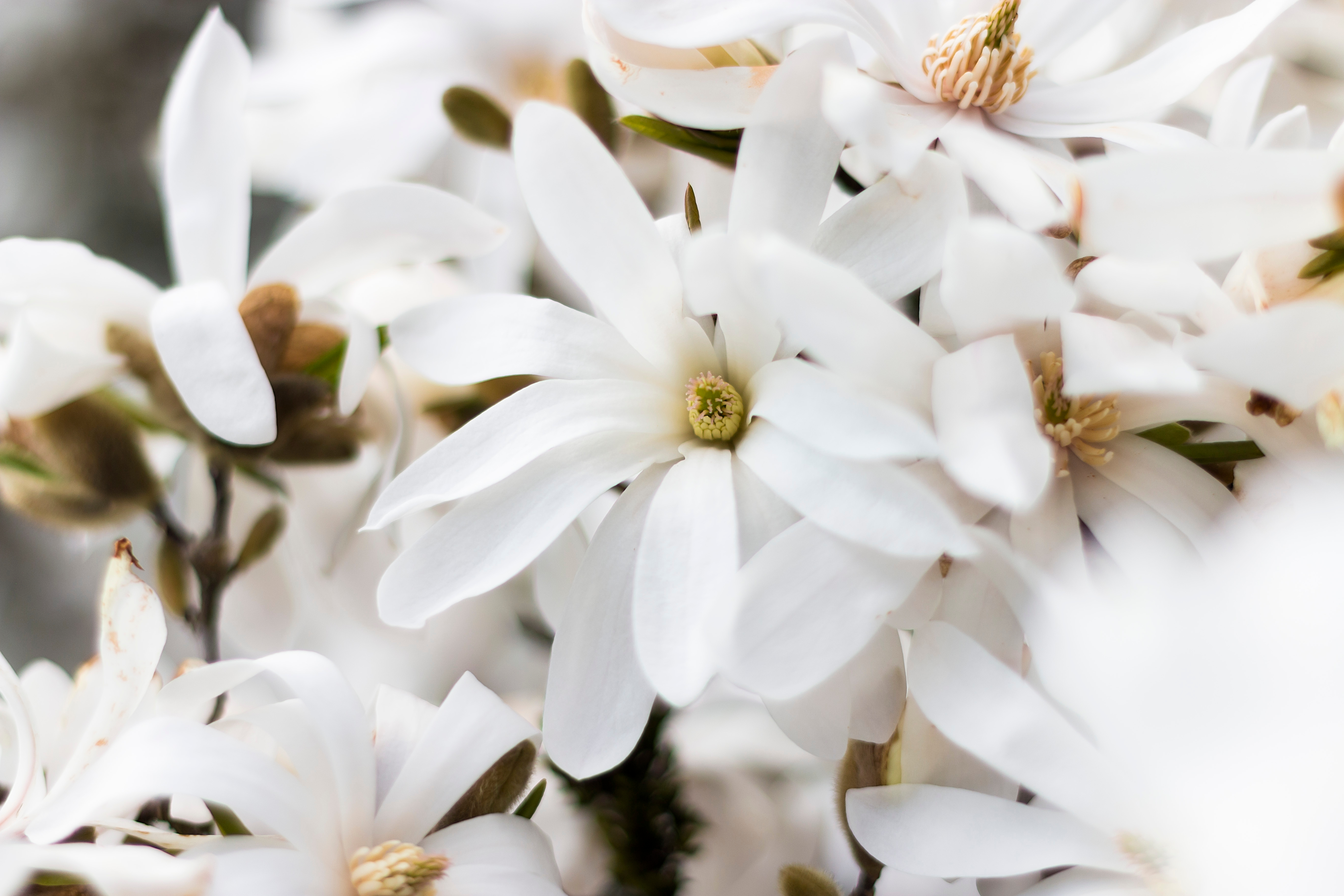 Magnolia "Royal star 80-100 cm 