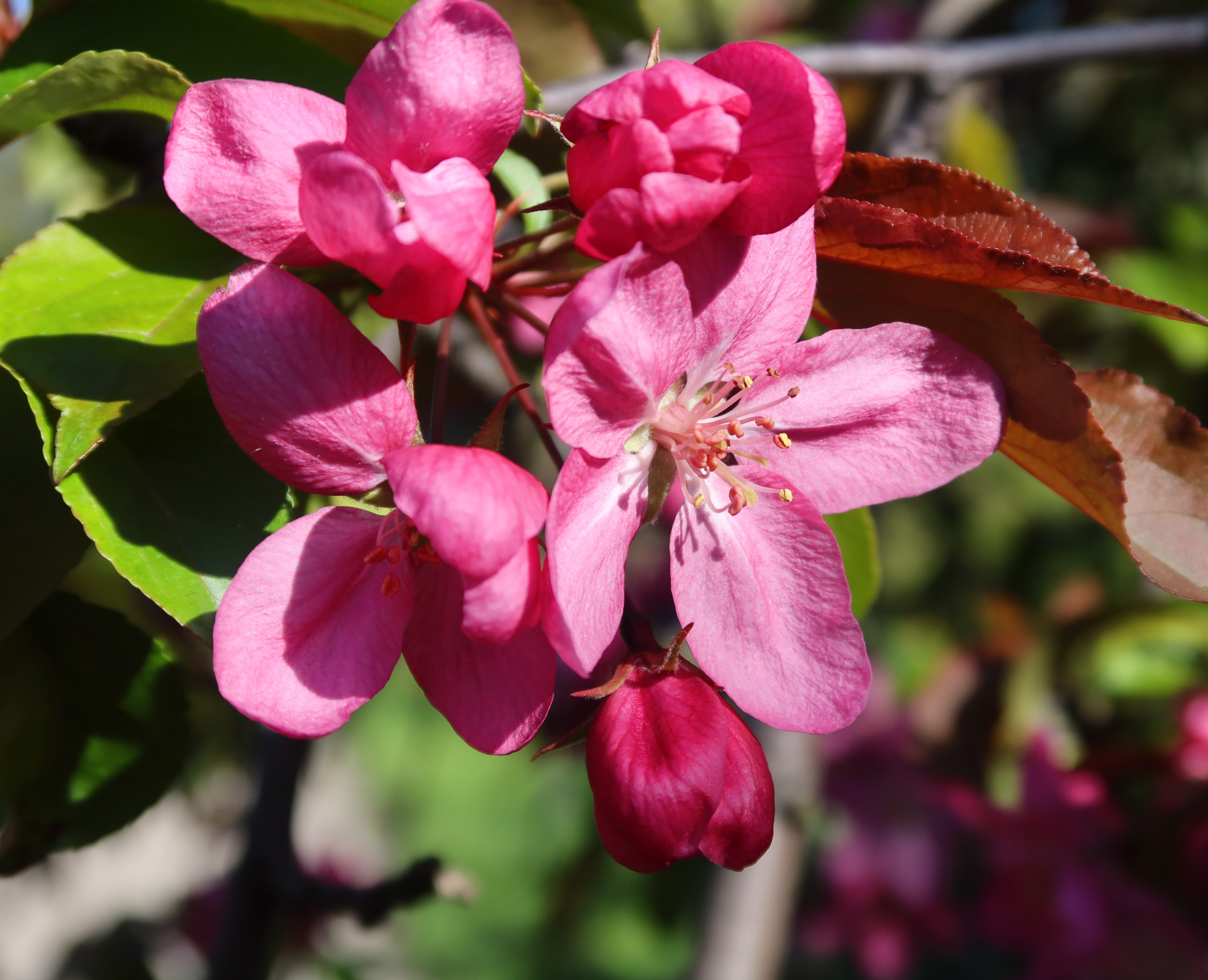 Malus 'Profusion' 120 cm  stam,   7,5 L