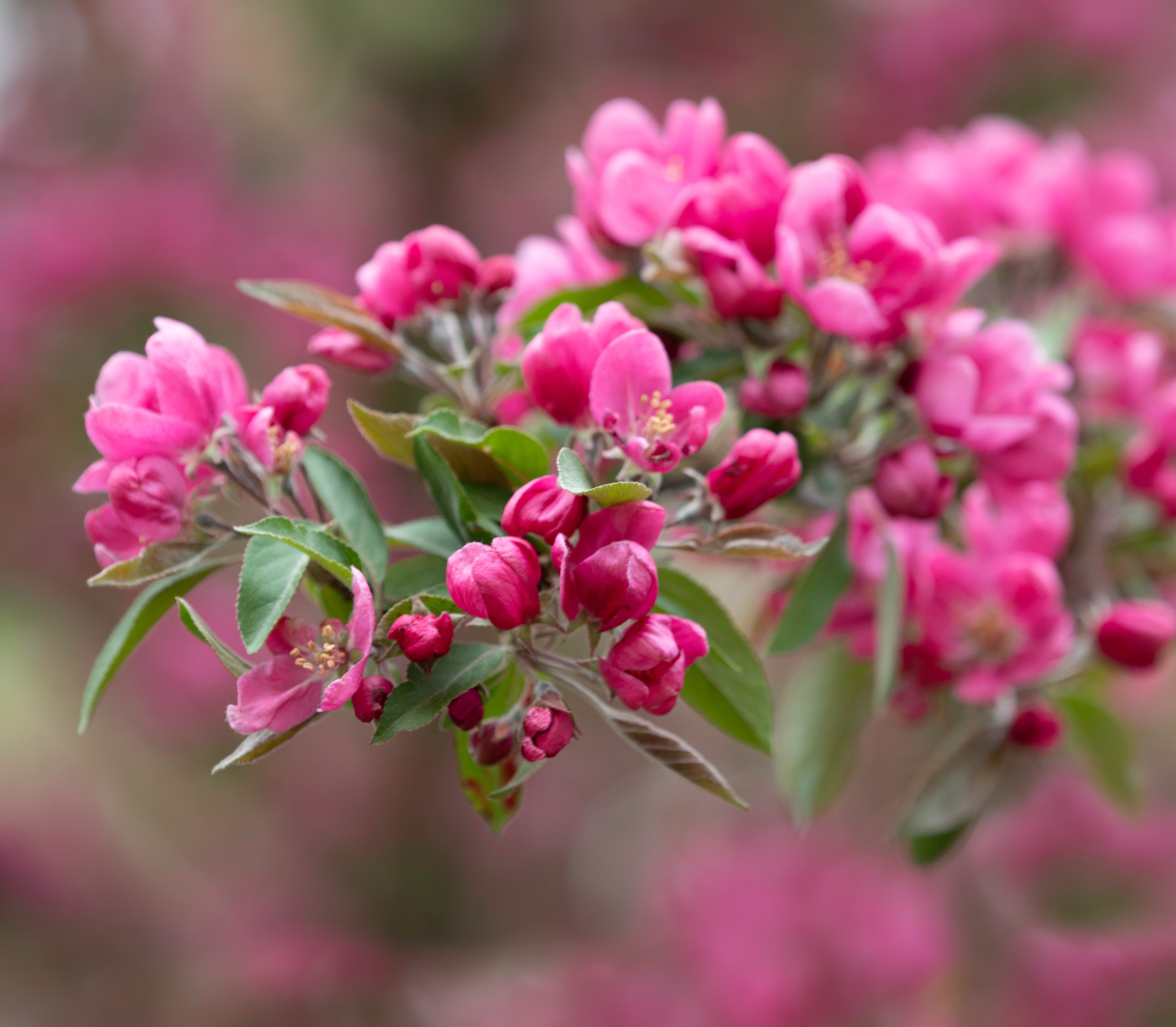 Malus 'Royal Beauty'. 120 cm  stam.  7,5 L