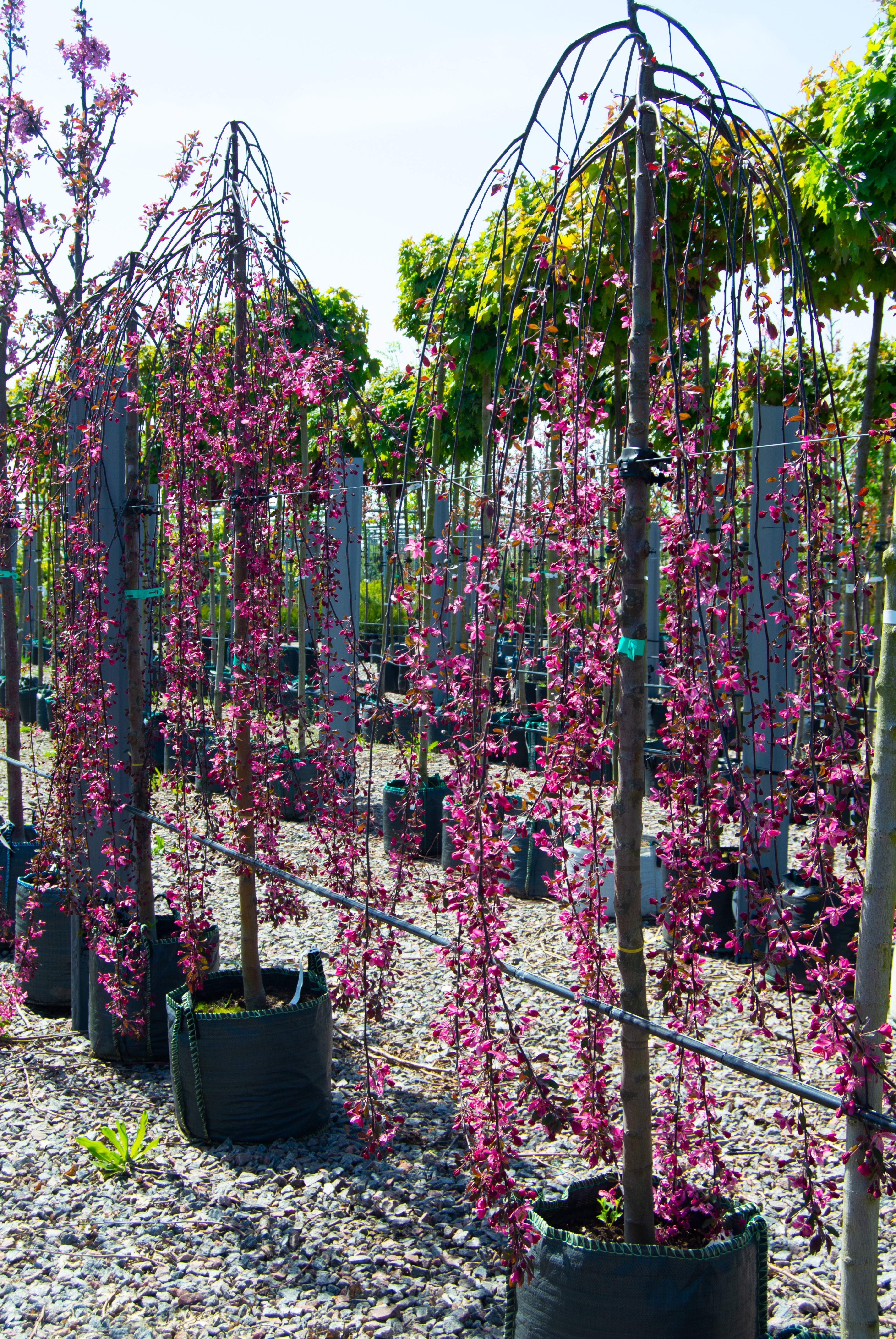 Malus 'Royal Beauty'. 120 cm  stam.  7,5 L - 3