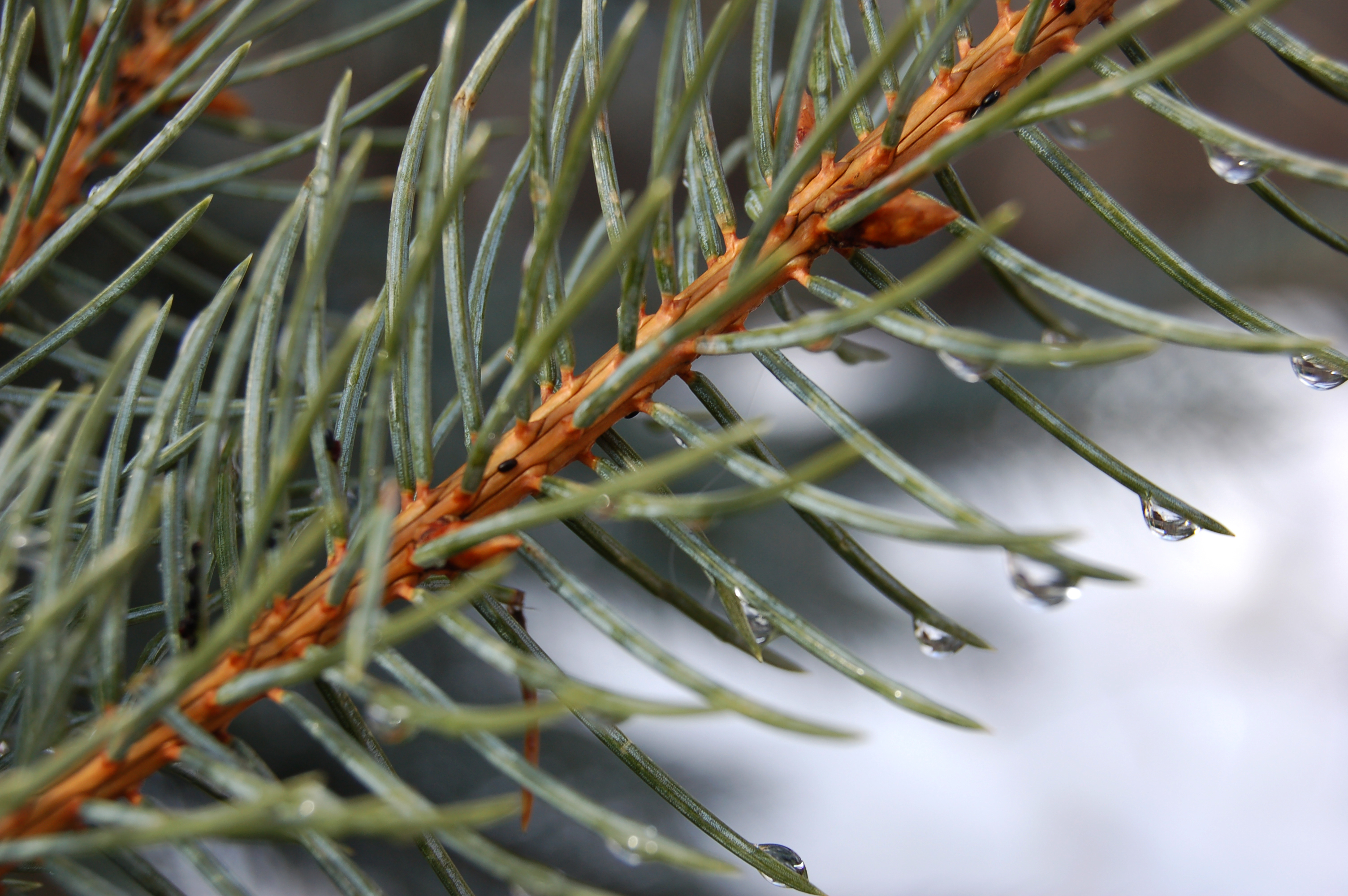 Pinus nigra nigra 100-125 cm
