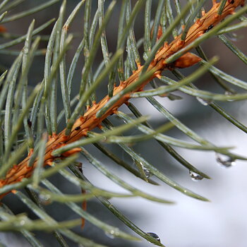 Pinus nigra nigra 125-150 cm