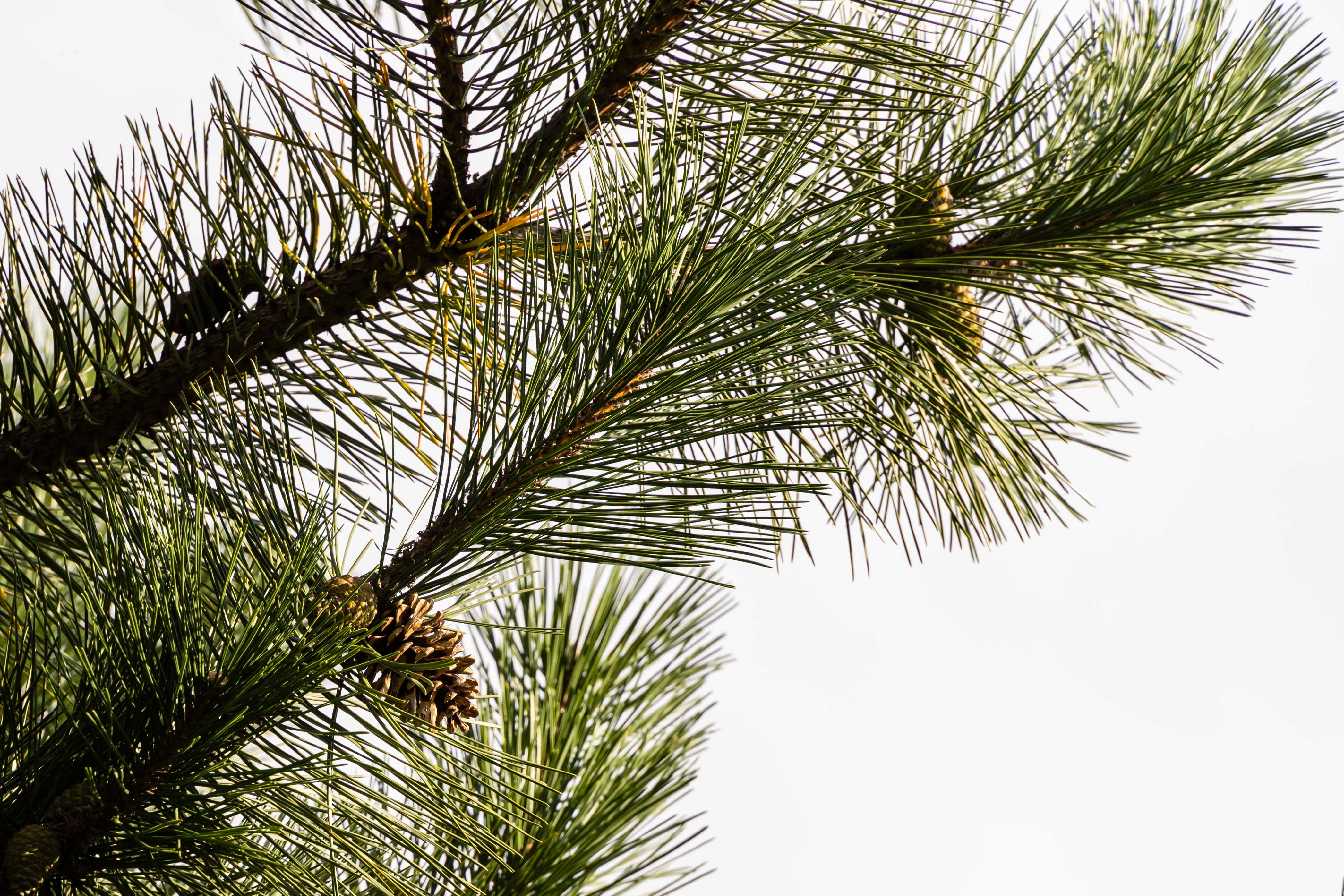 Pinus nigra nigra 250-300 cm. Bonsai 