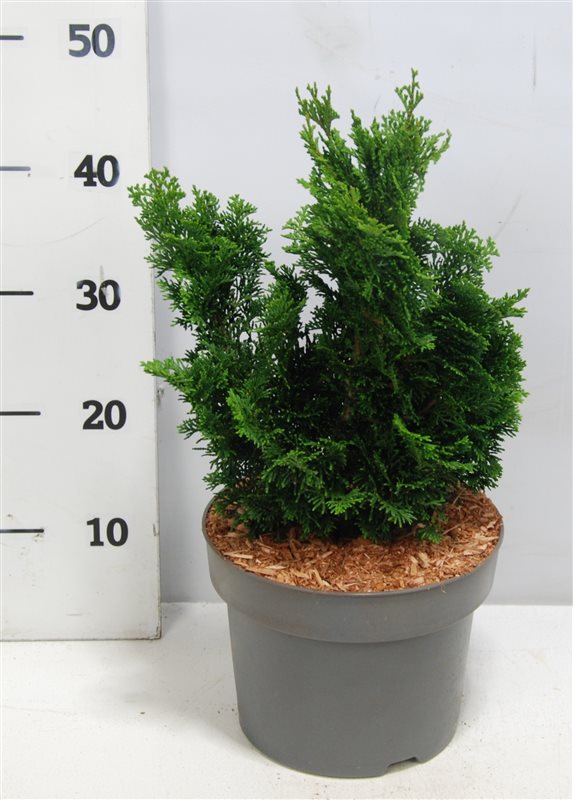 Japansk Ädelcypress Chamaecyparis o. 'Nana Gracilis'. 15-20 cm