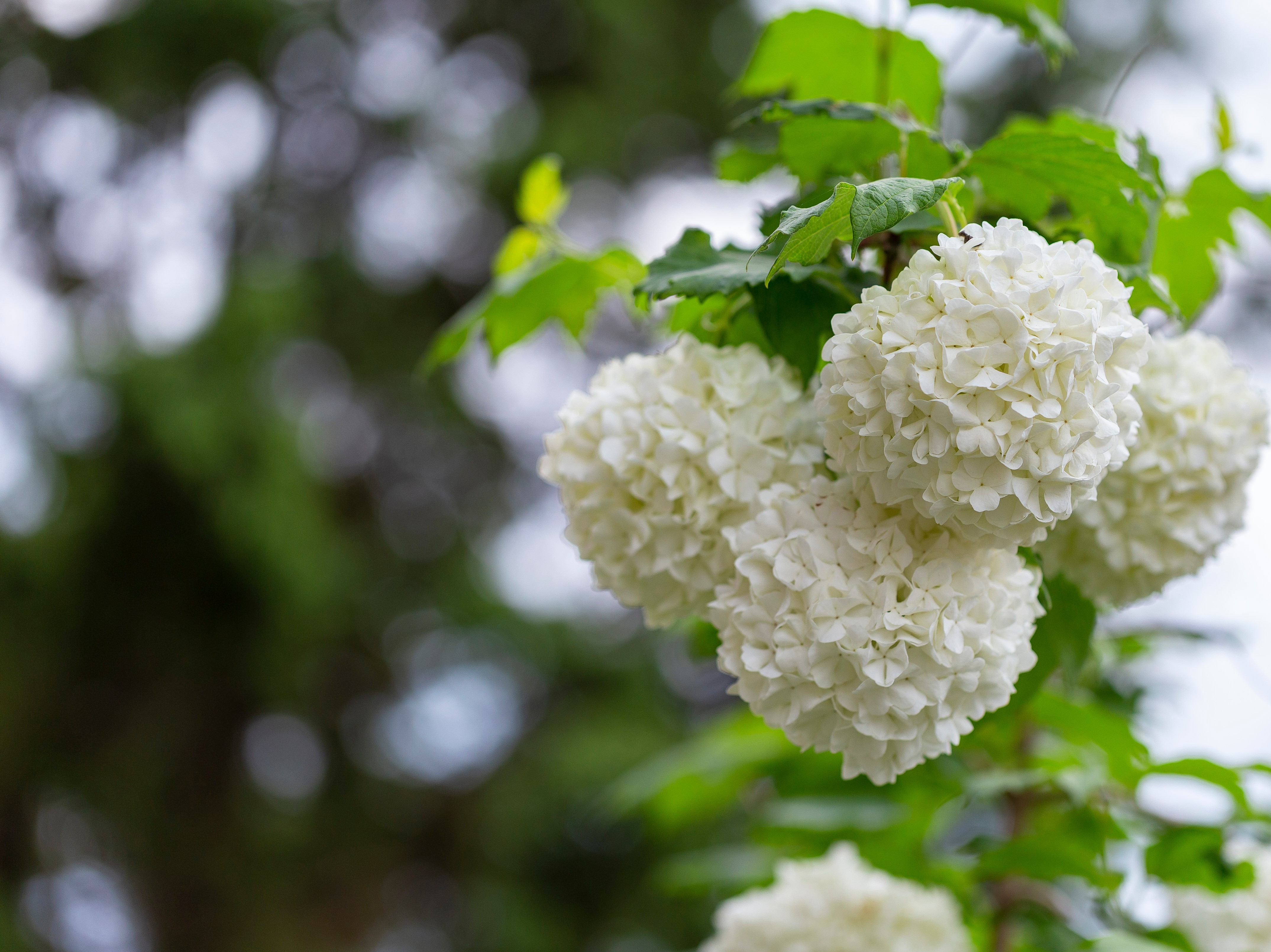 Snöbollsbuske 'Roseum' 40-50 cm 