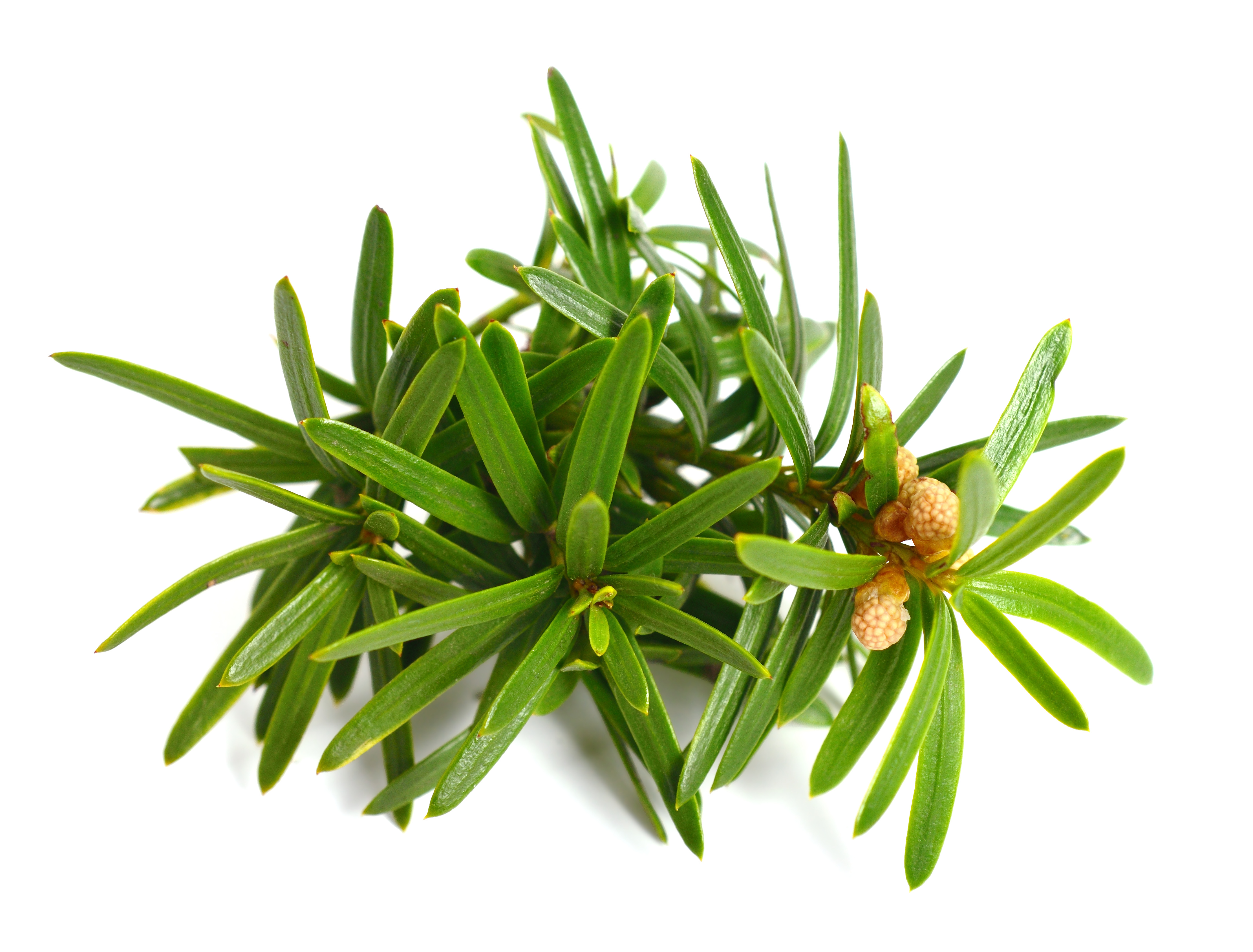 Taxus baccata . 150-175 cm. C180  Triobol