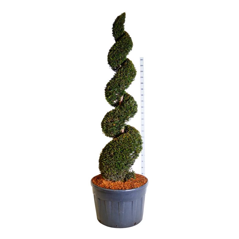 Taxus baccata . 150-175 cm. C180  Triobol