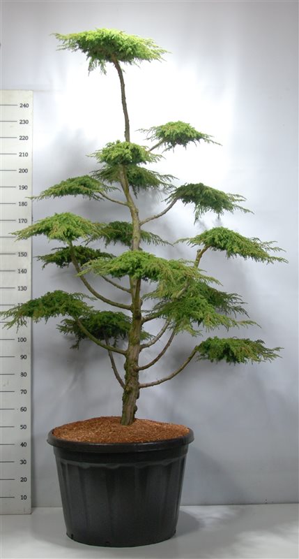 Juniperus comm. 'Green Carpet' C180 180-200 cm. Bonsai