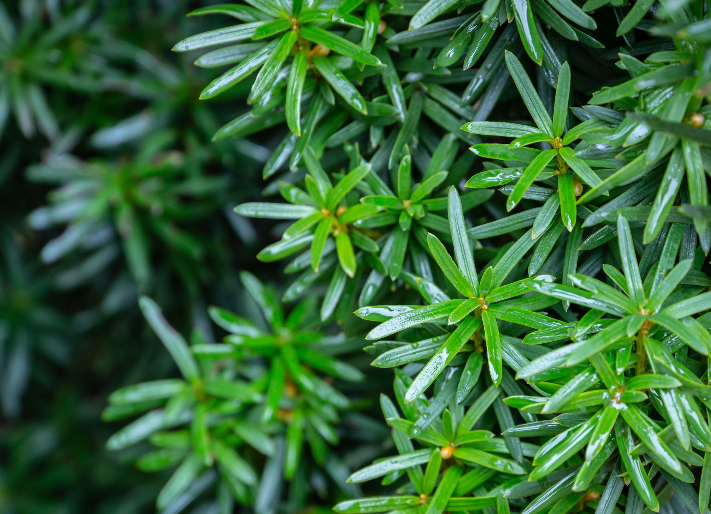 Taxus baccata . 150-175 cm. C180  Triobol
