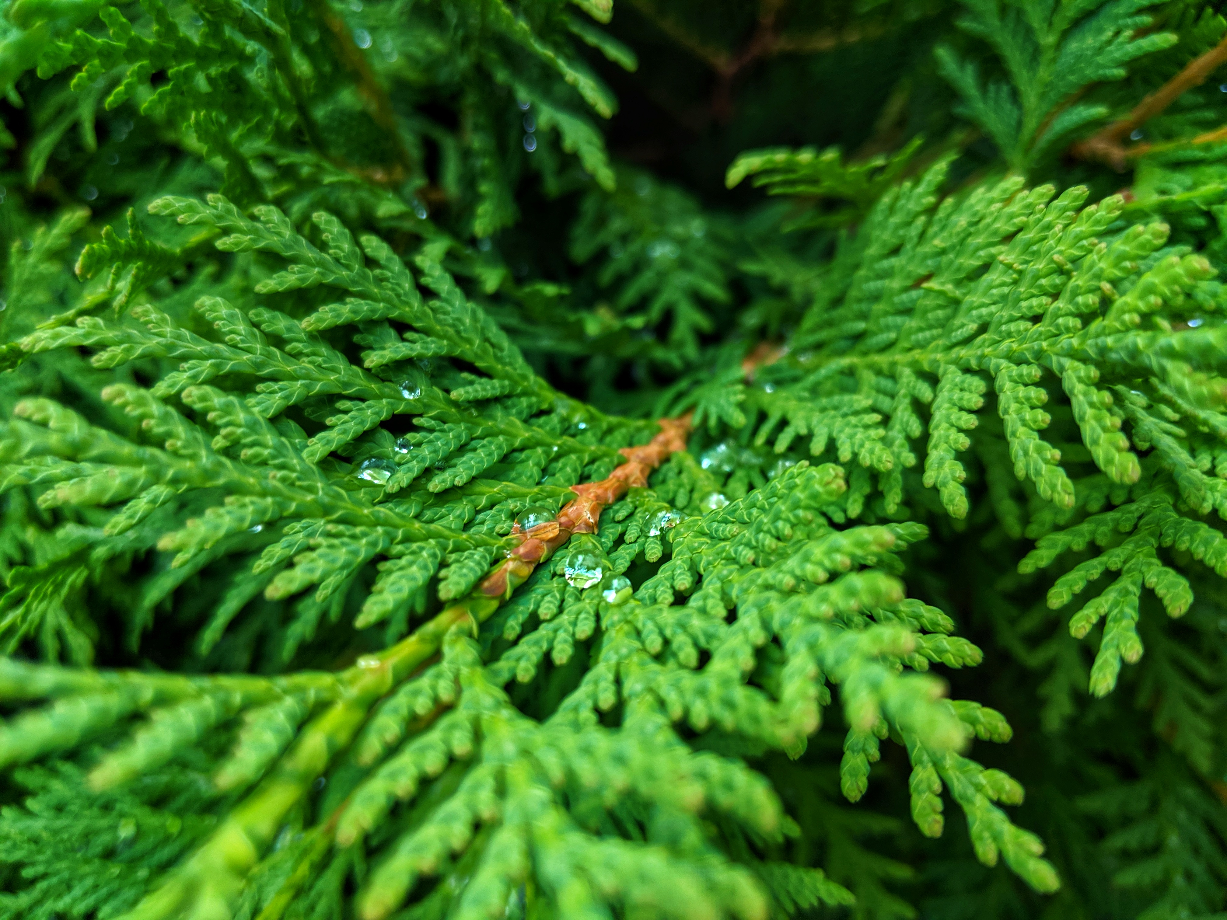 Thuja Brabant