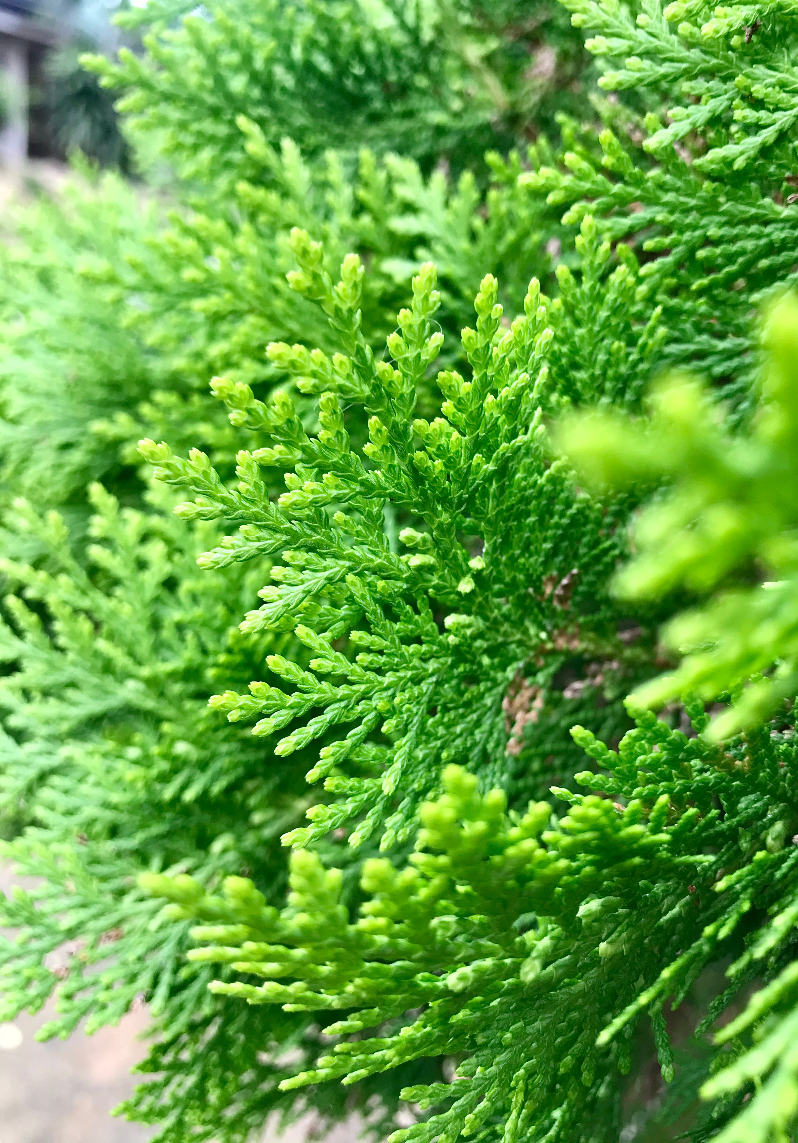 Thuja Smaragd - 3