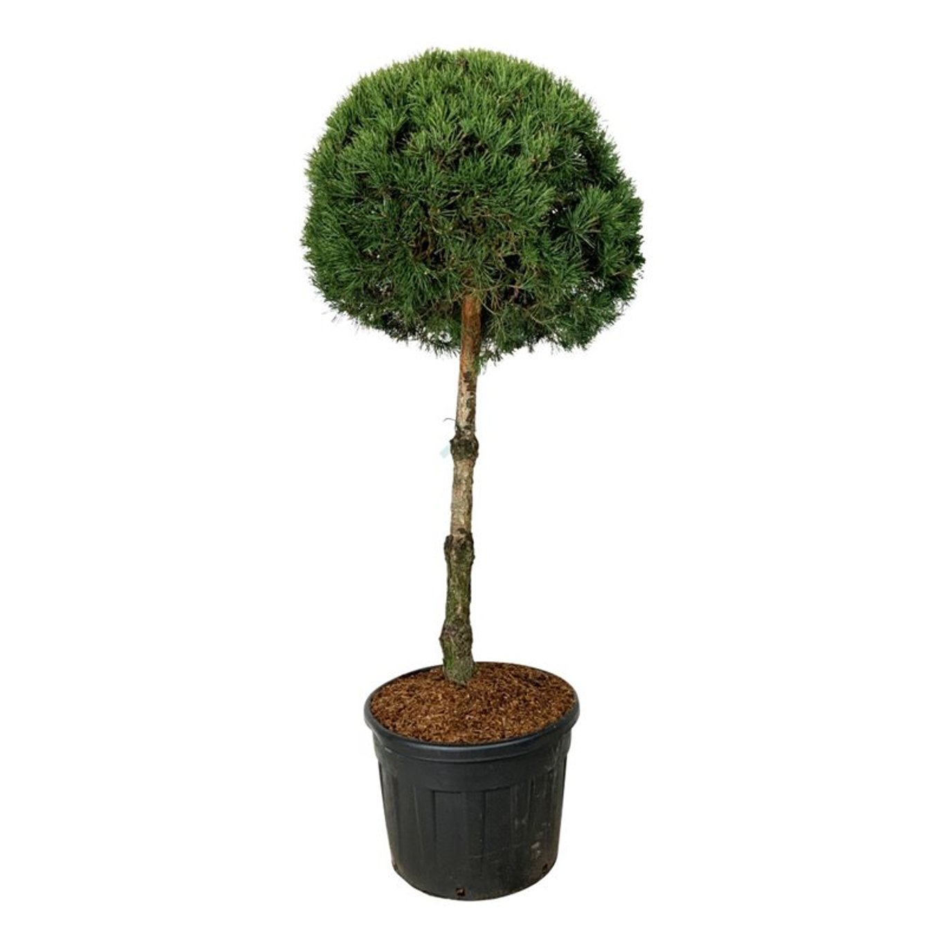 Pinus Sylvestris 80 cm stam