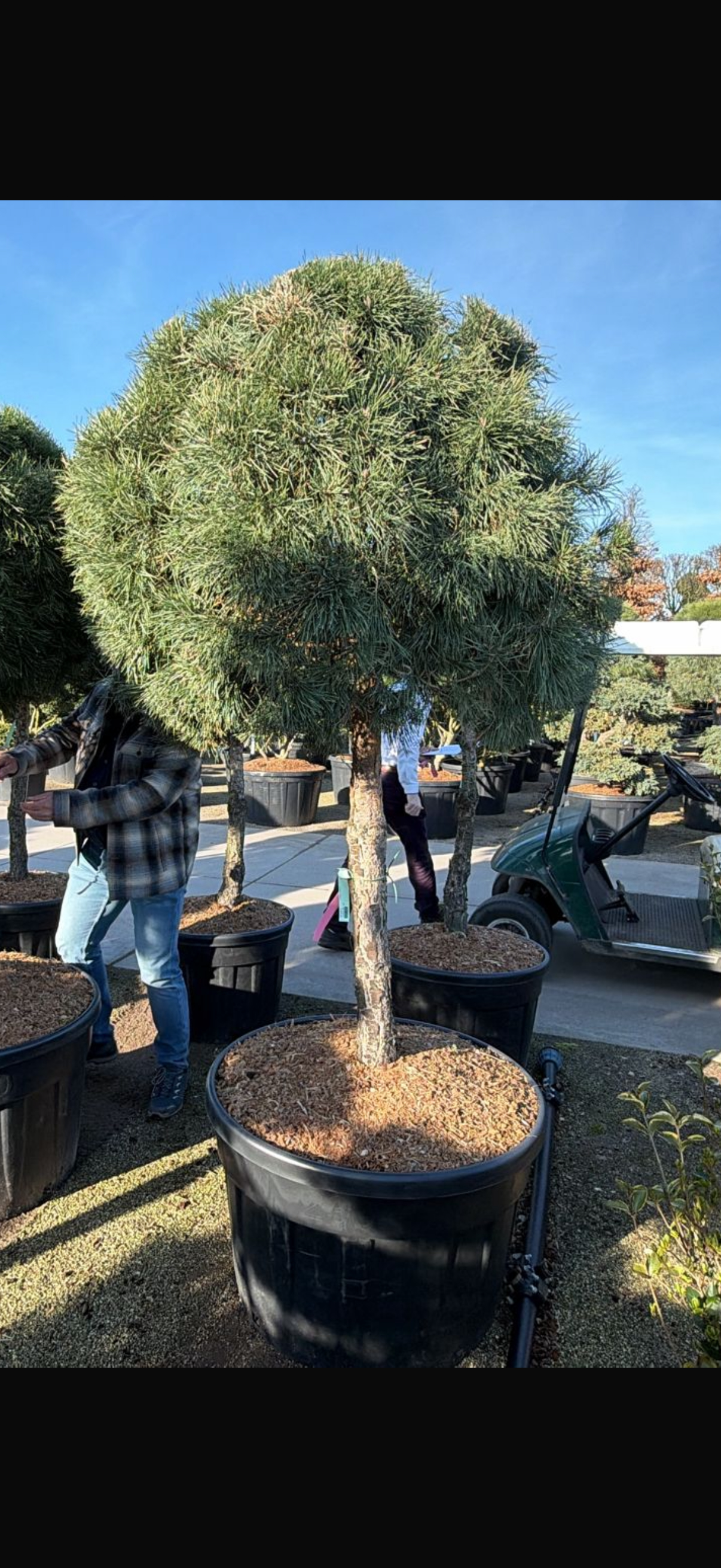 Pinus Sylvestris 80 cm stam