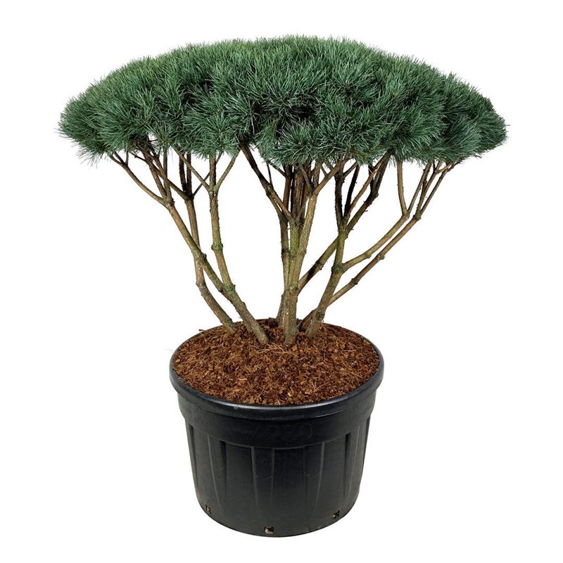 Pinus sylv. 'Watereri'  125-150 cm.
