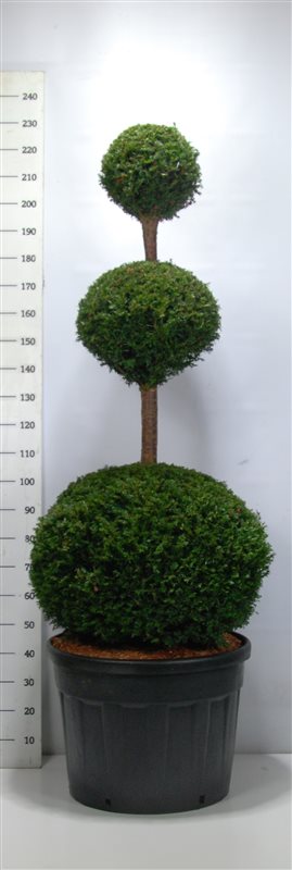 Idegran (Taxus Baccata) 150-175, C90. Trio klot - 3