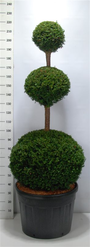 Idegran (Taxus Baccata) 150-175, C90. Trio klot