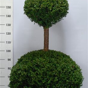 Idegran (Taxus Baccata) 150-175, C90. Trio klot