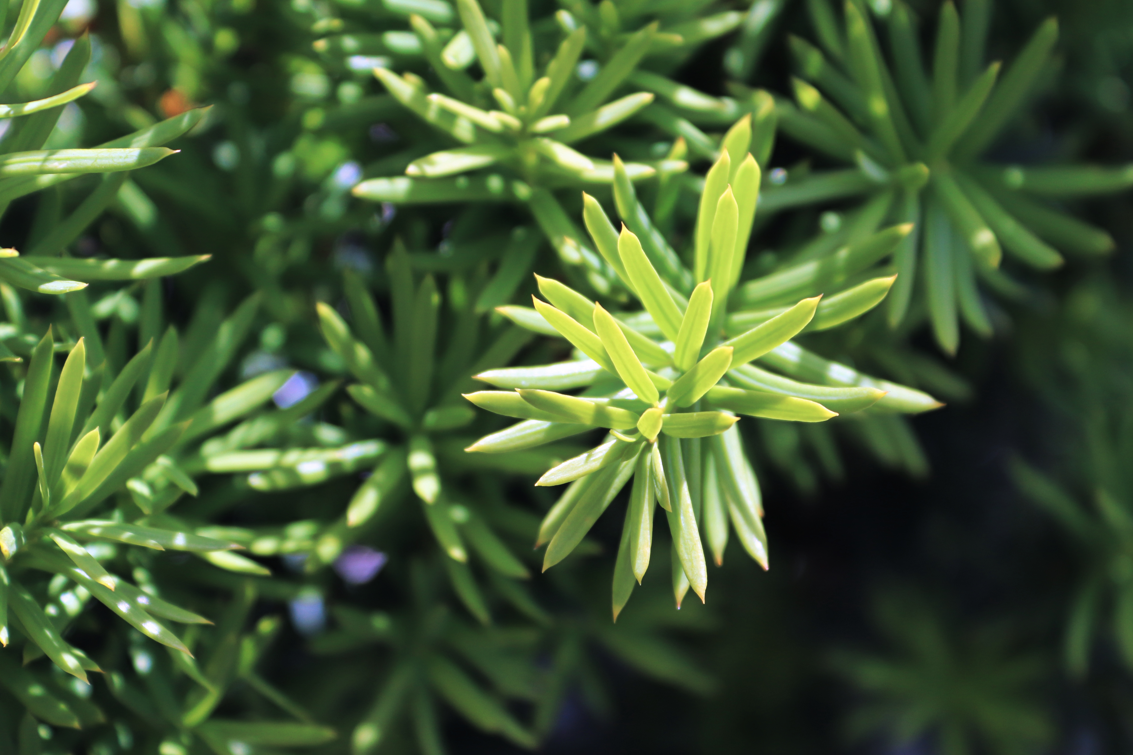 Taxus Media Farmen 60-80 cm  - 3