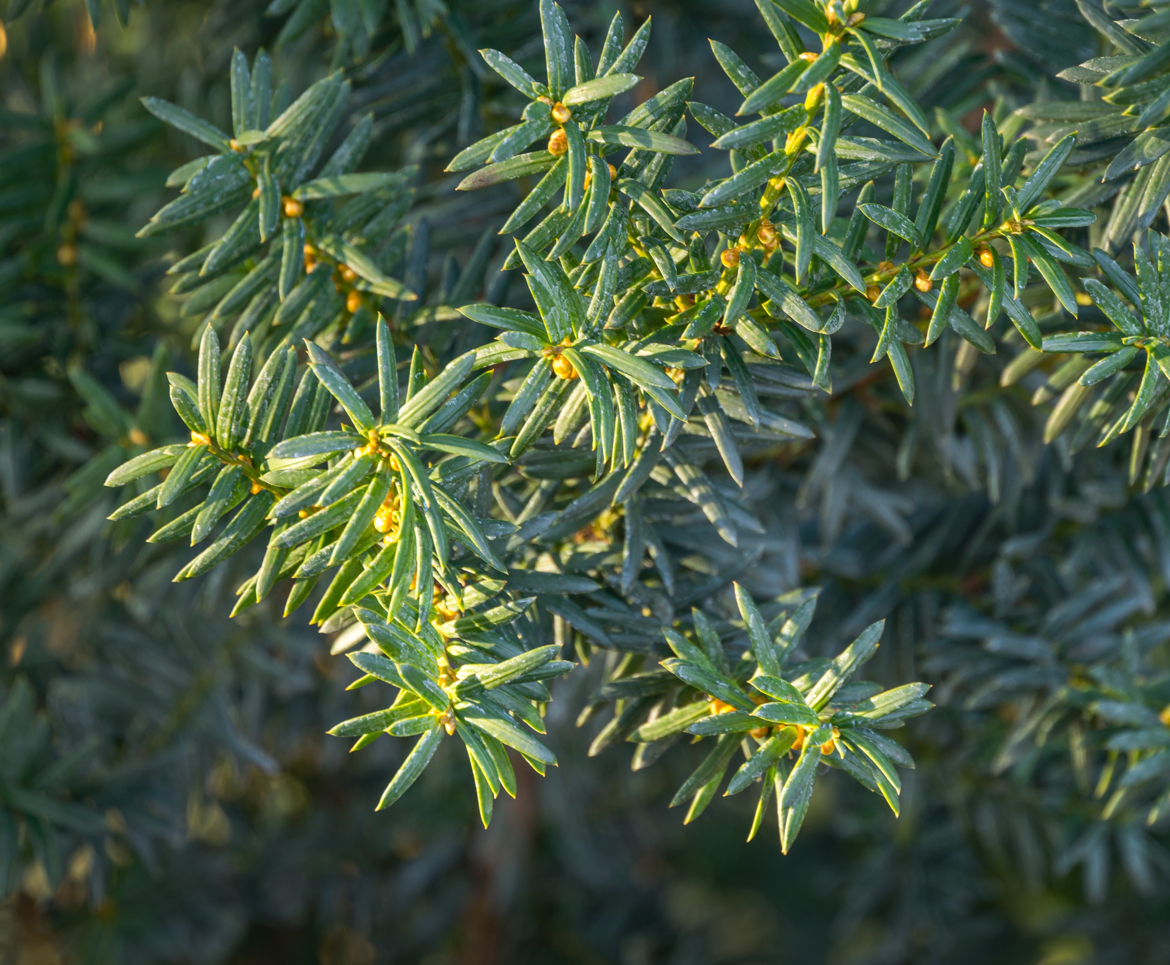 Taxus Media Farmen 60-80 cm 