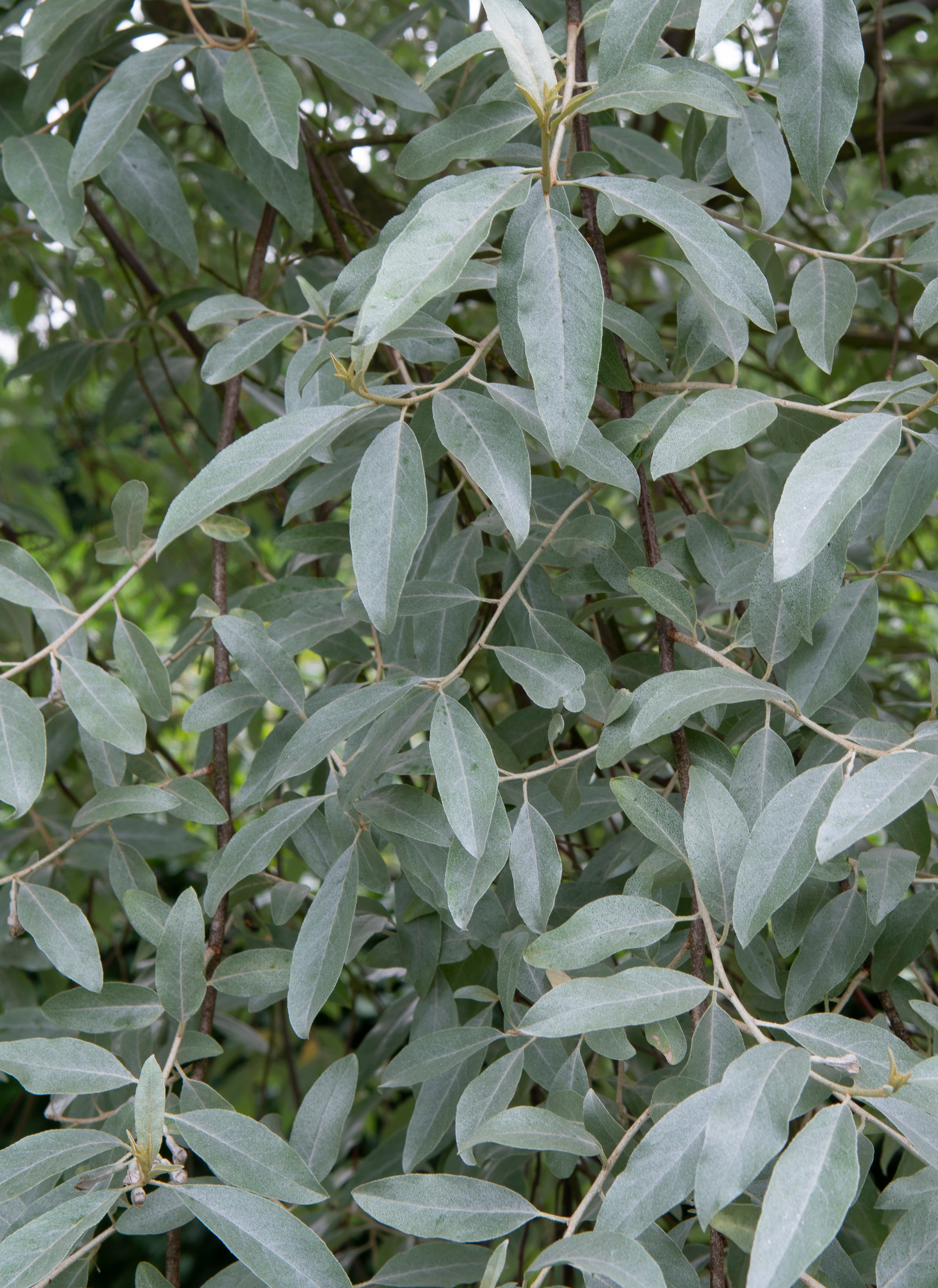 Silverbuske Elaeagnus ‘Quicksilver’ 150-175 cm 